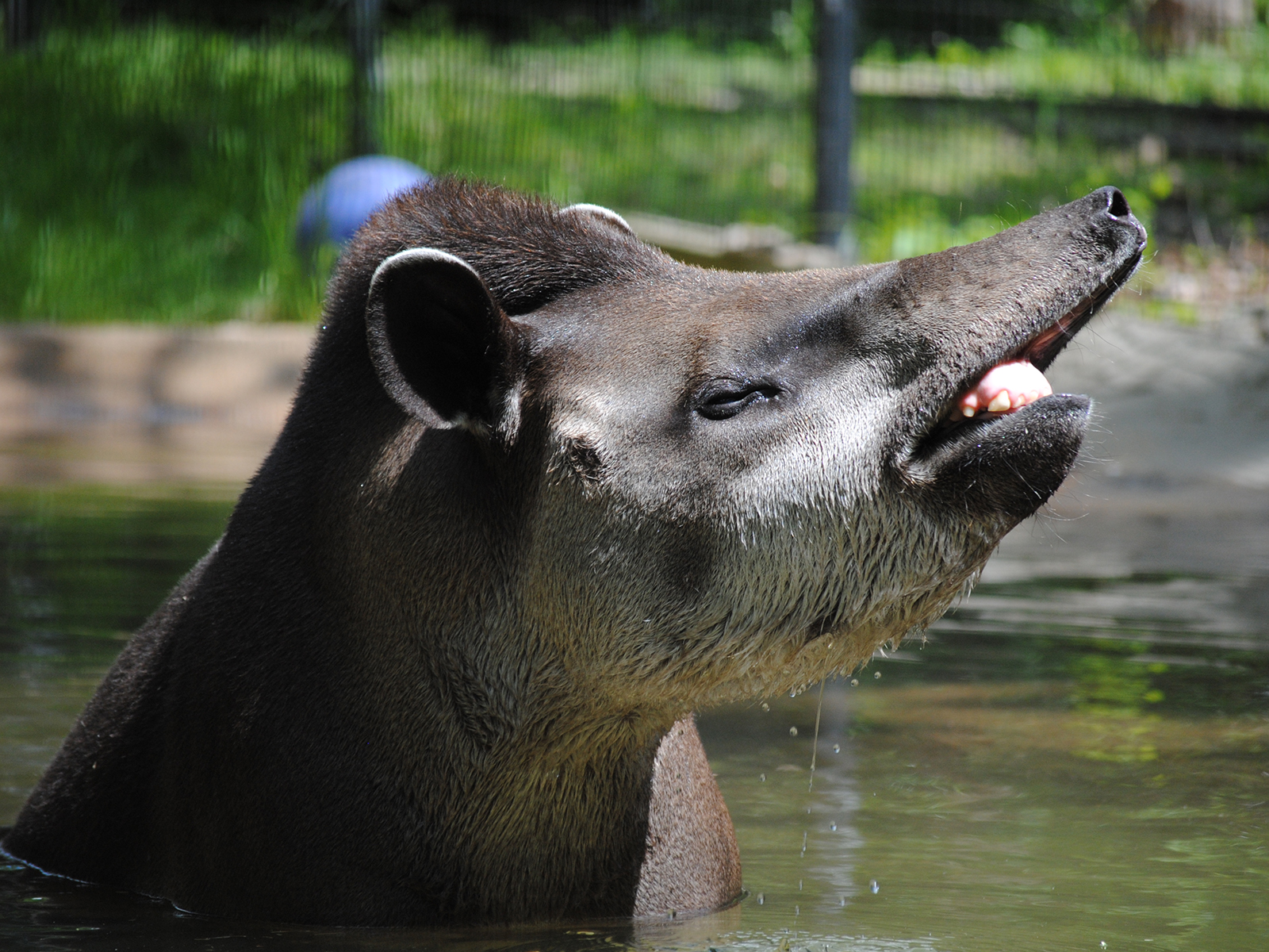 Brazilian tapir with its snout up