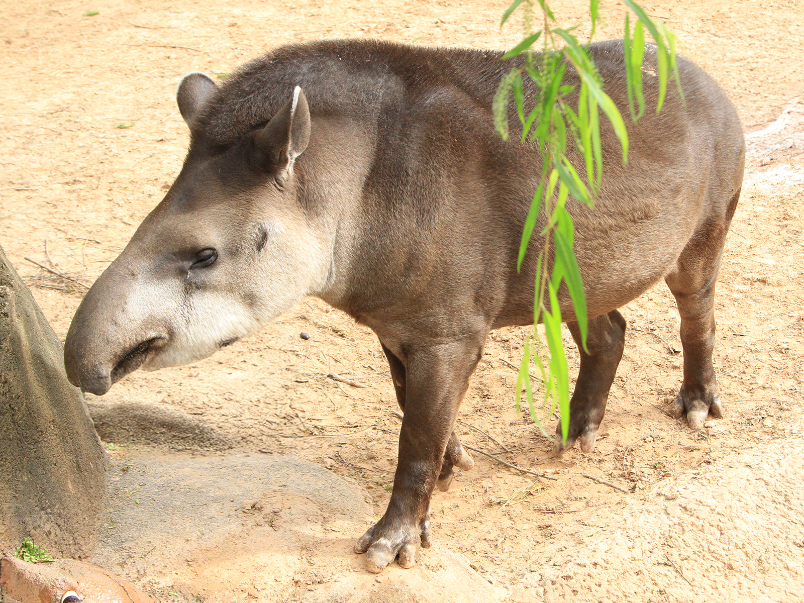 Brazilian tapir standing