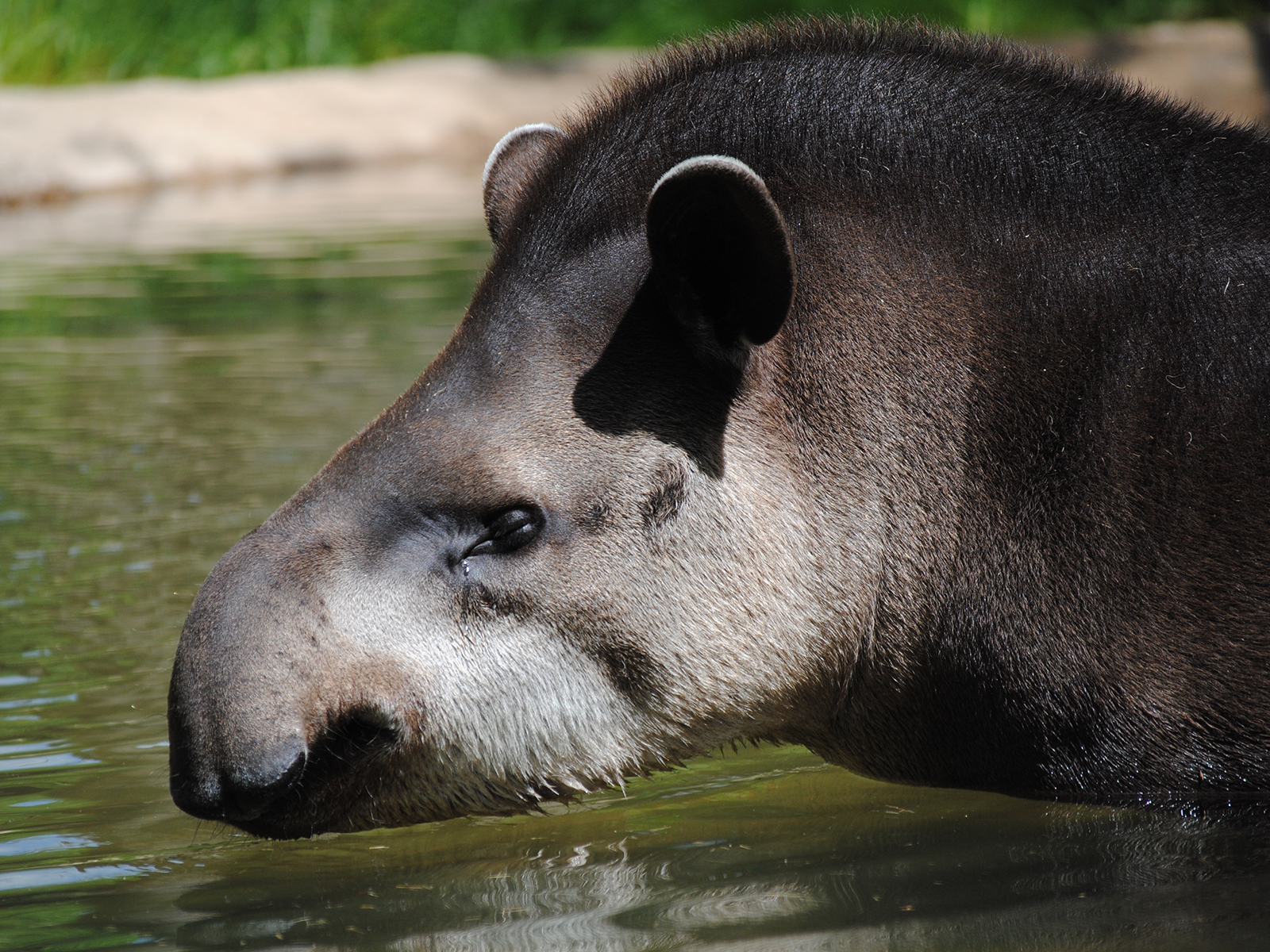 Brazilian tapir in water