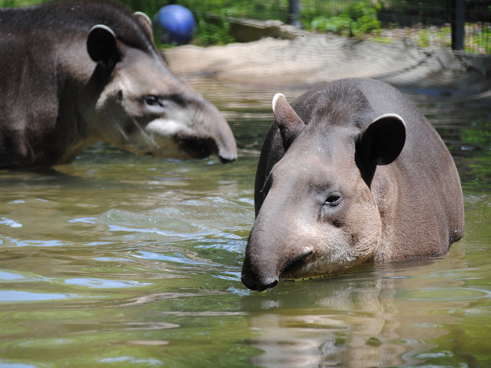 Brazilian tapirs in pond
