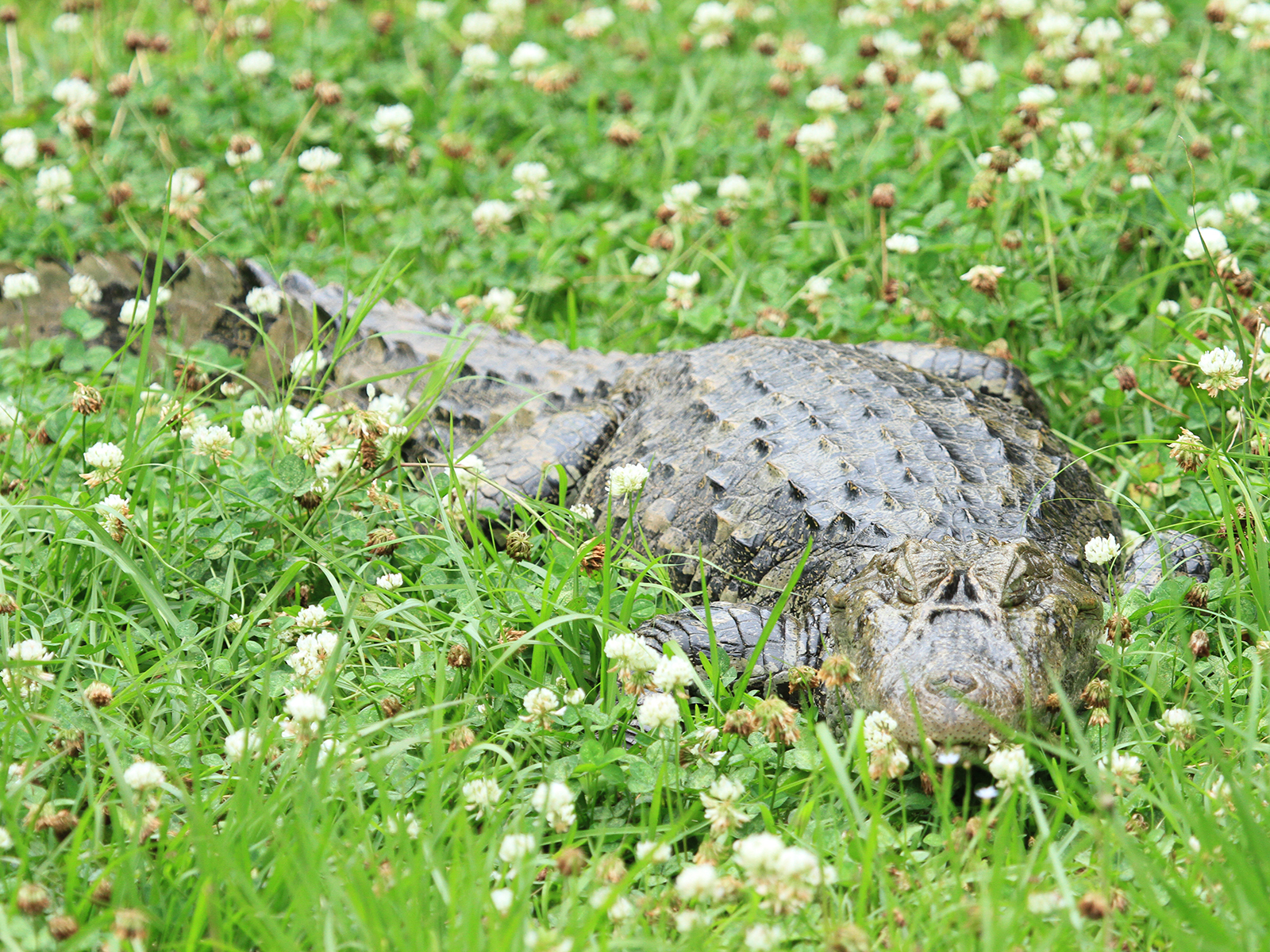 broad-snouted caiman in grass