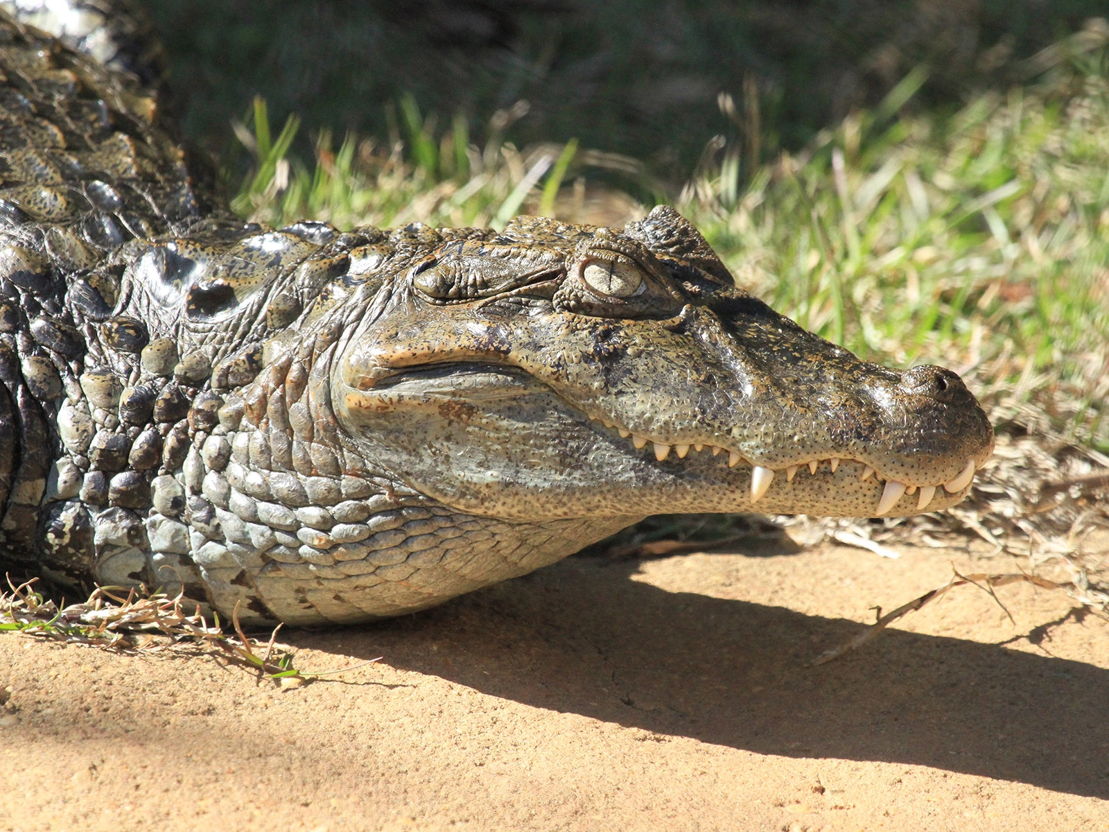 broad-snouted caiman on land
