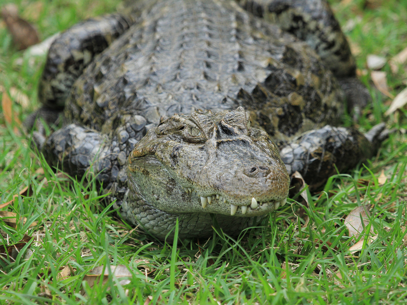 Broad-snouted Caiman