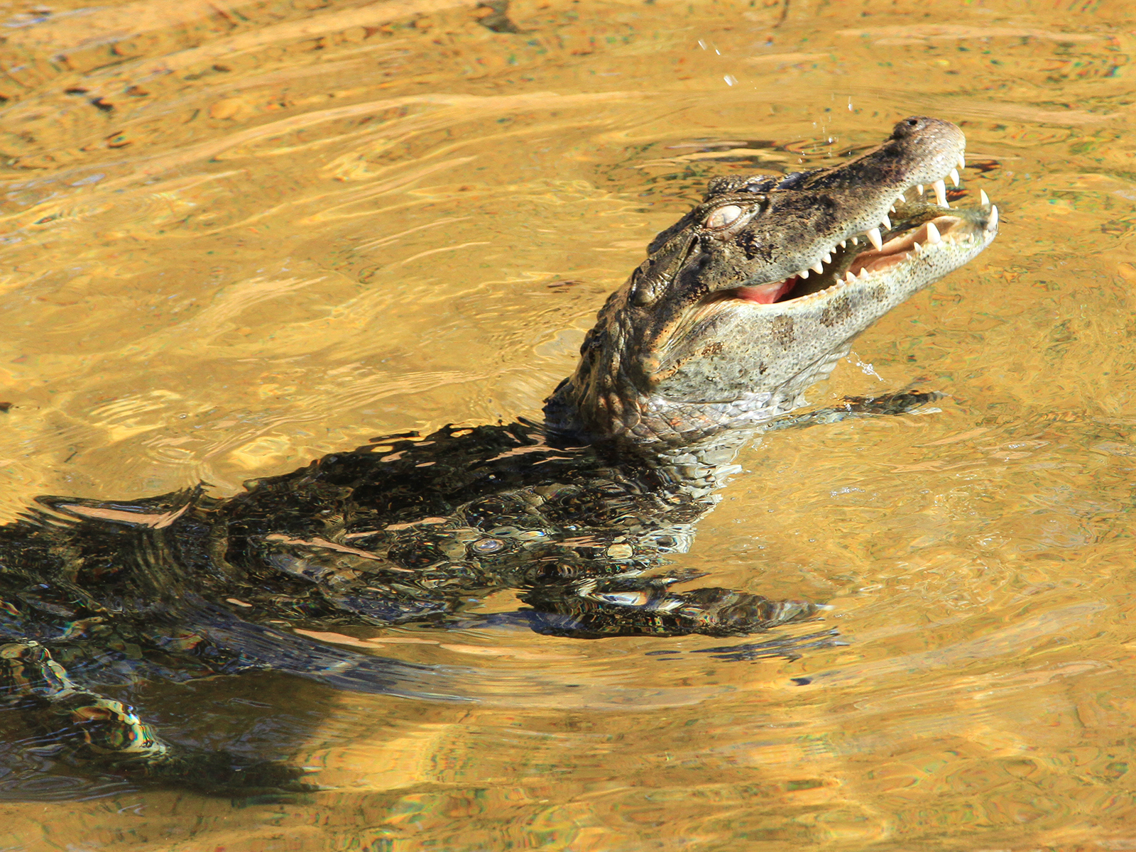 broad-snouted caiman in pond