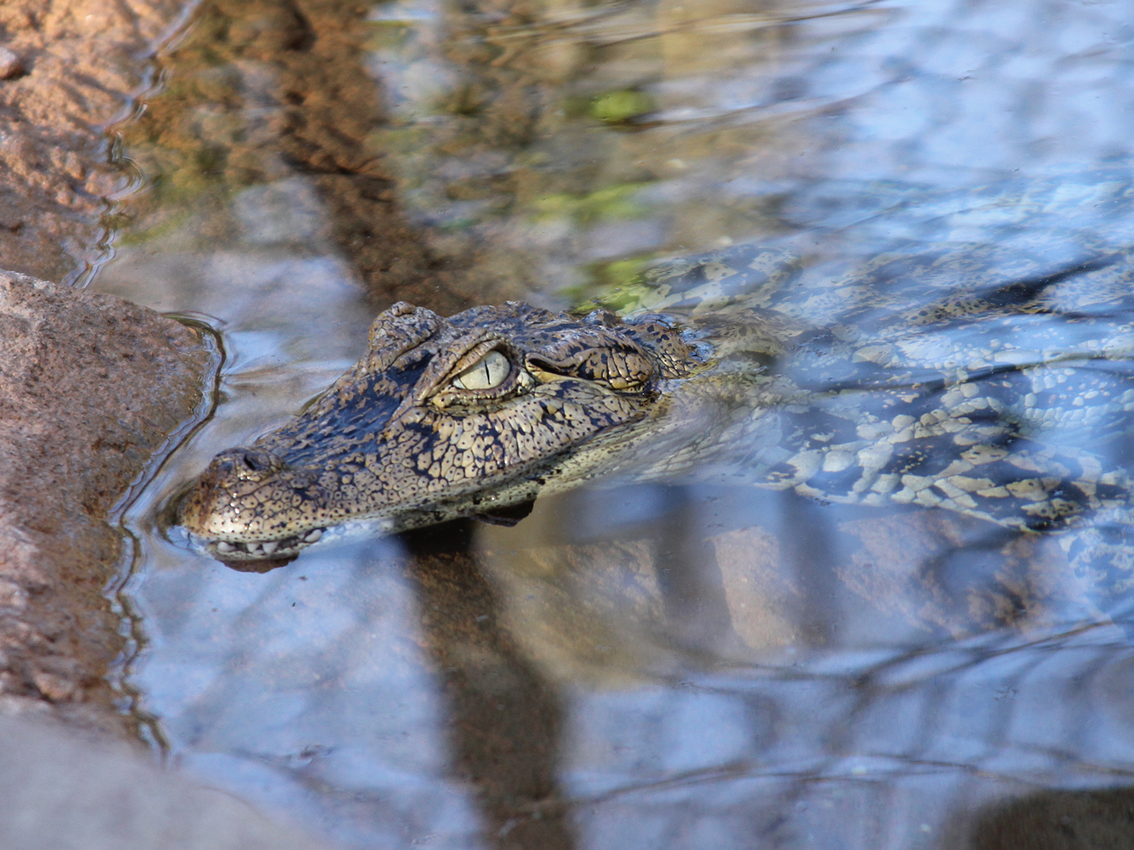broad-snouted caiman in pond