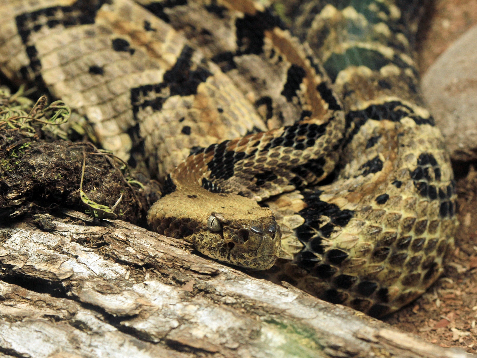 Canebrake Rattlesnake
