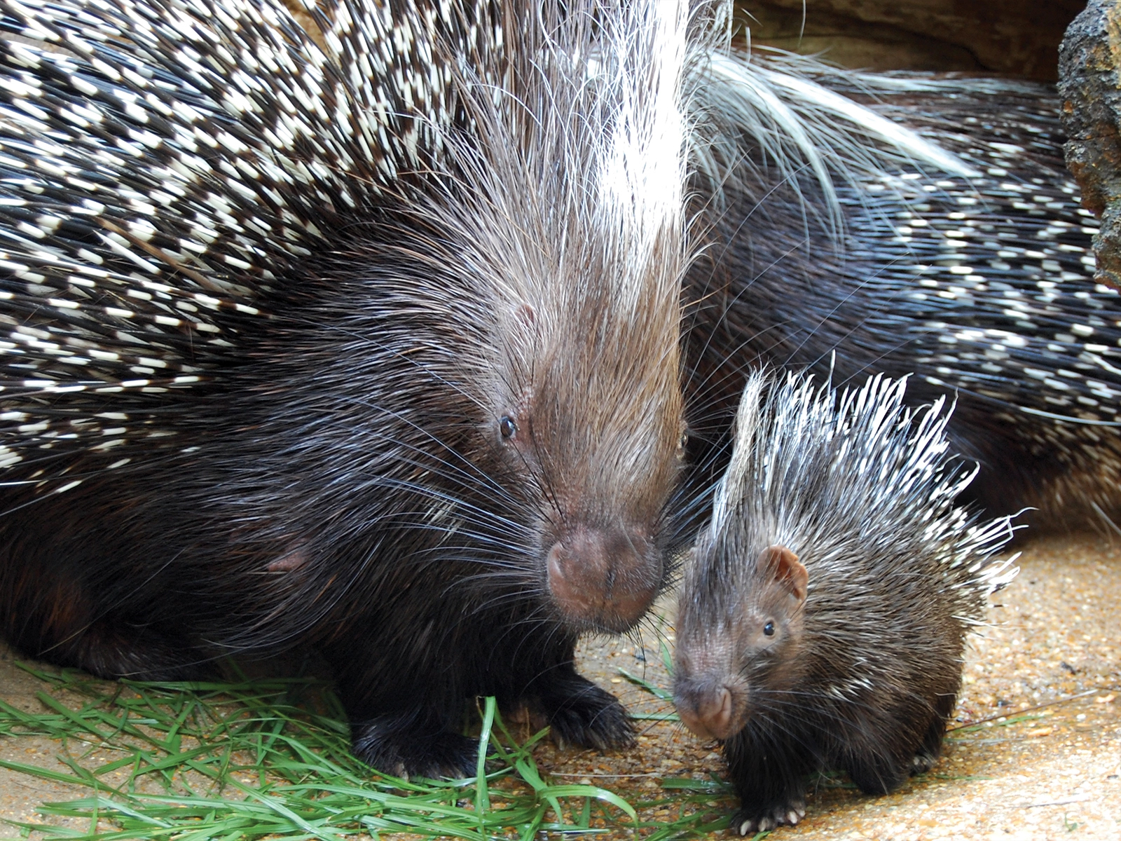 cape porcupine