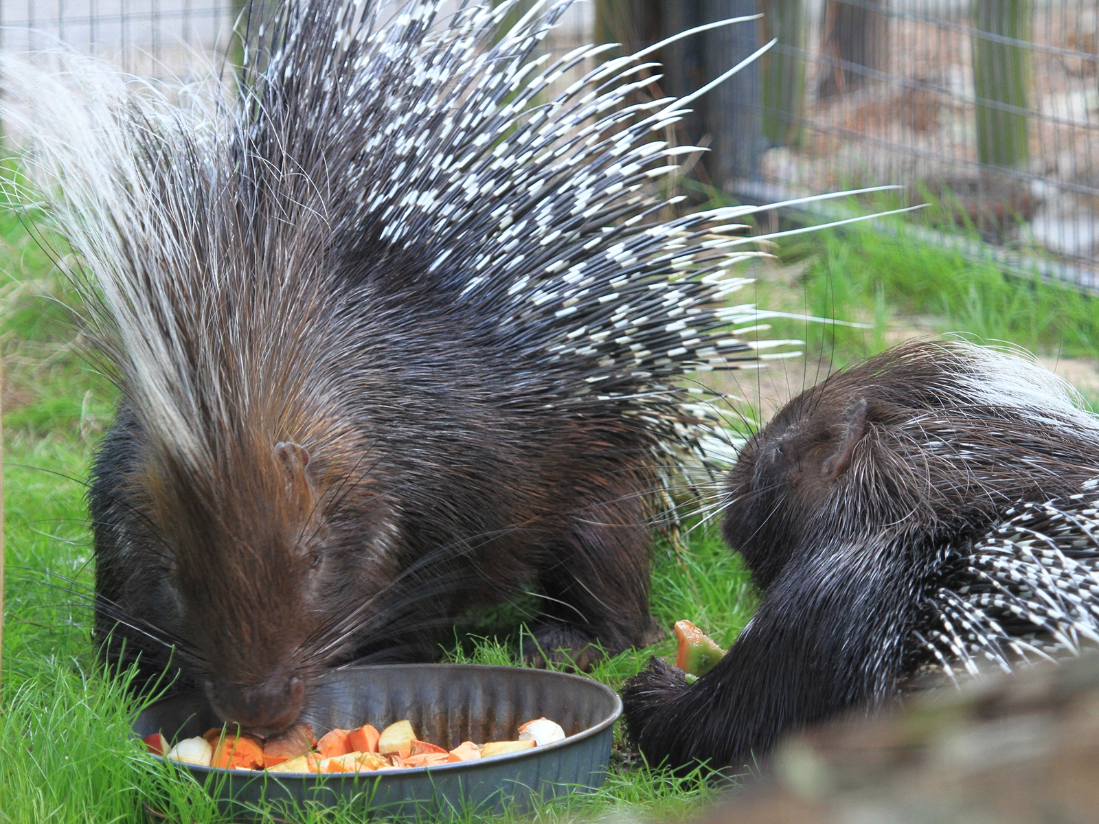cape porcupines eating