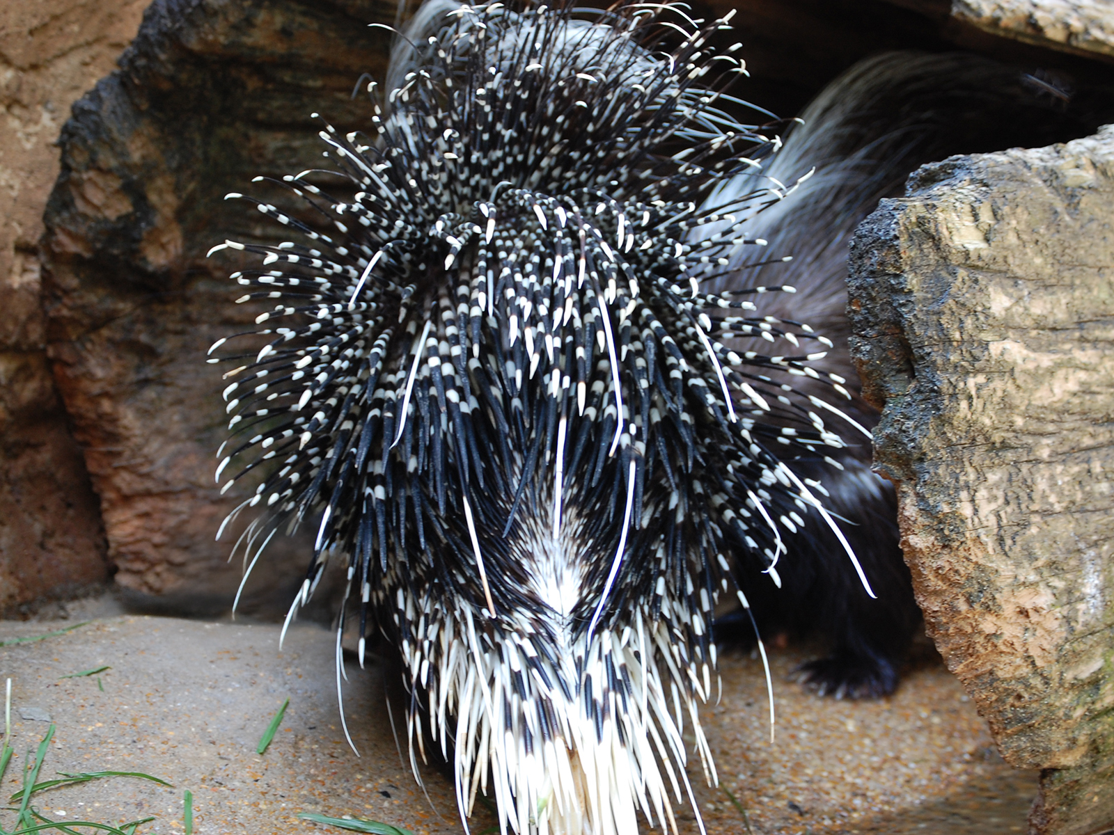 cape porcupine quills