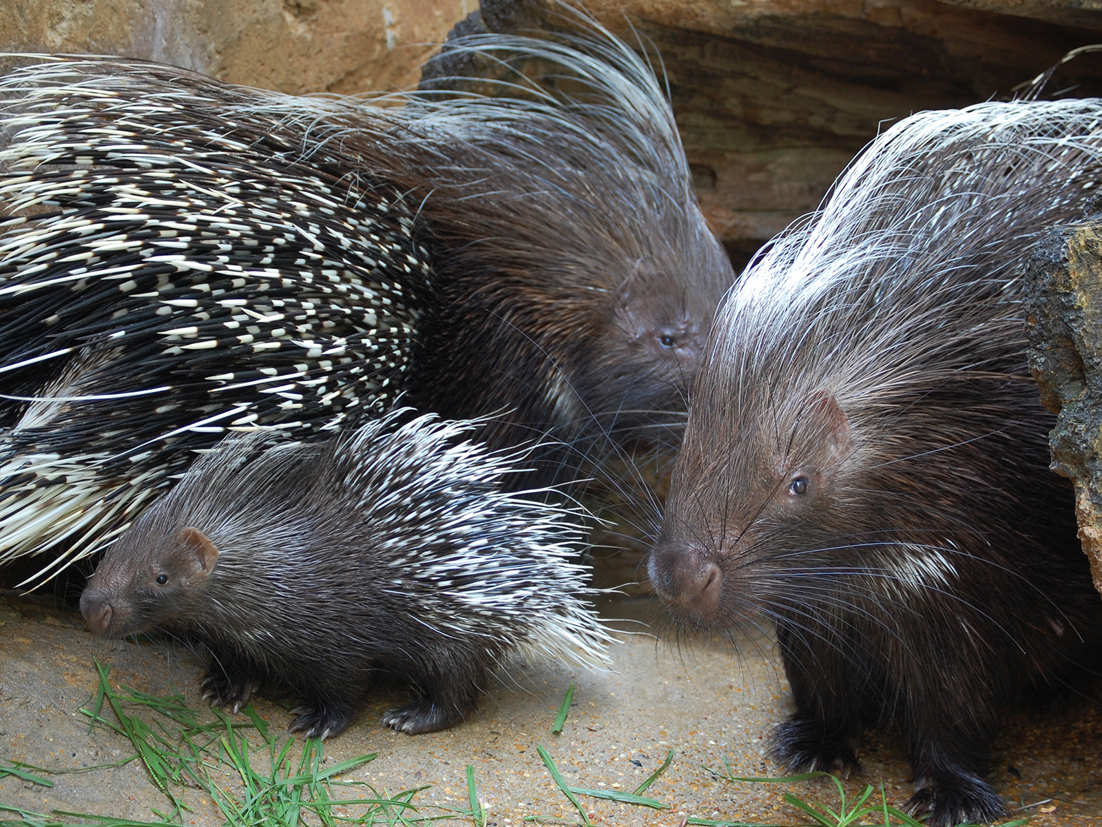 cape porcupines and baby