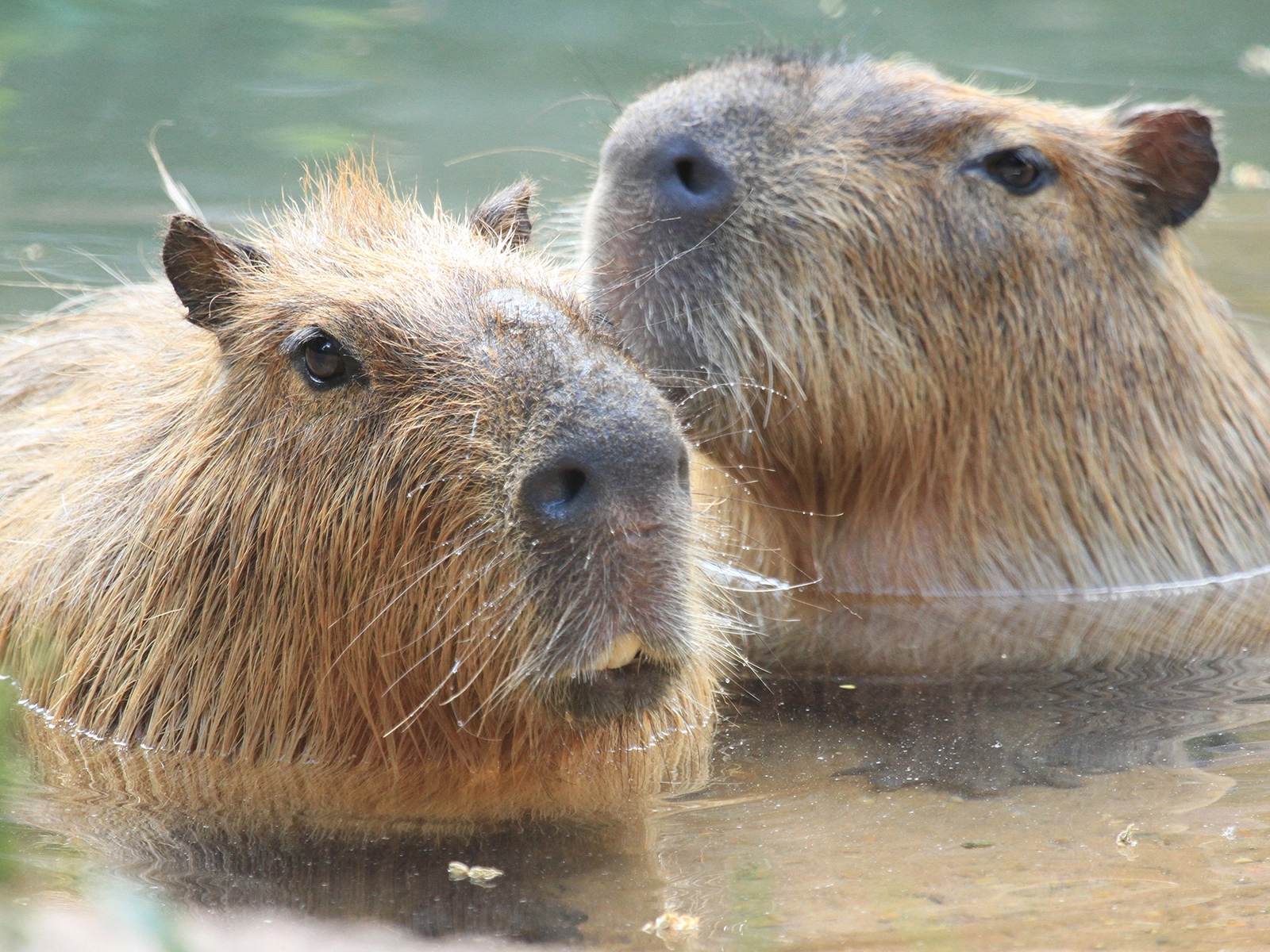 capybaras in water