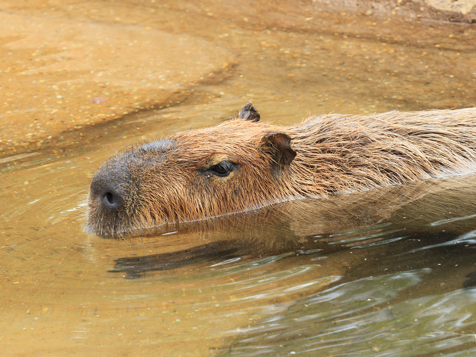 capybara in pond