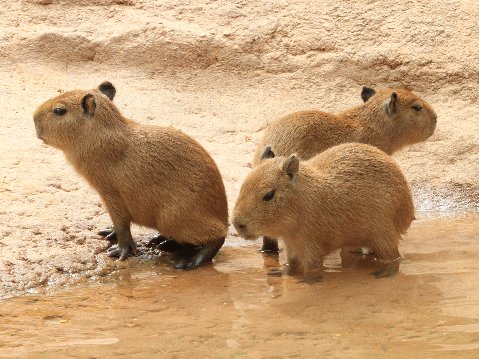 capybara pups