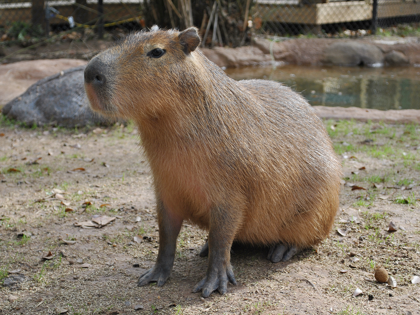 capybara on land