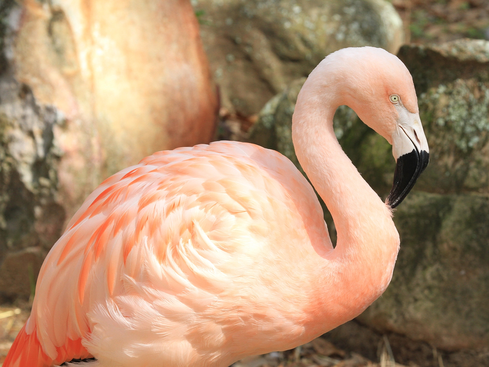 Chilean Flamingo