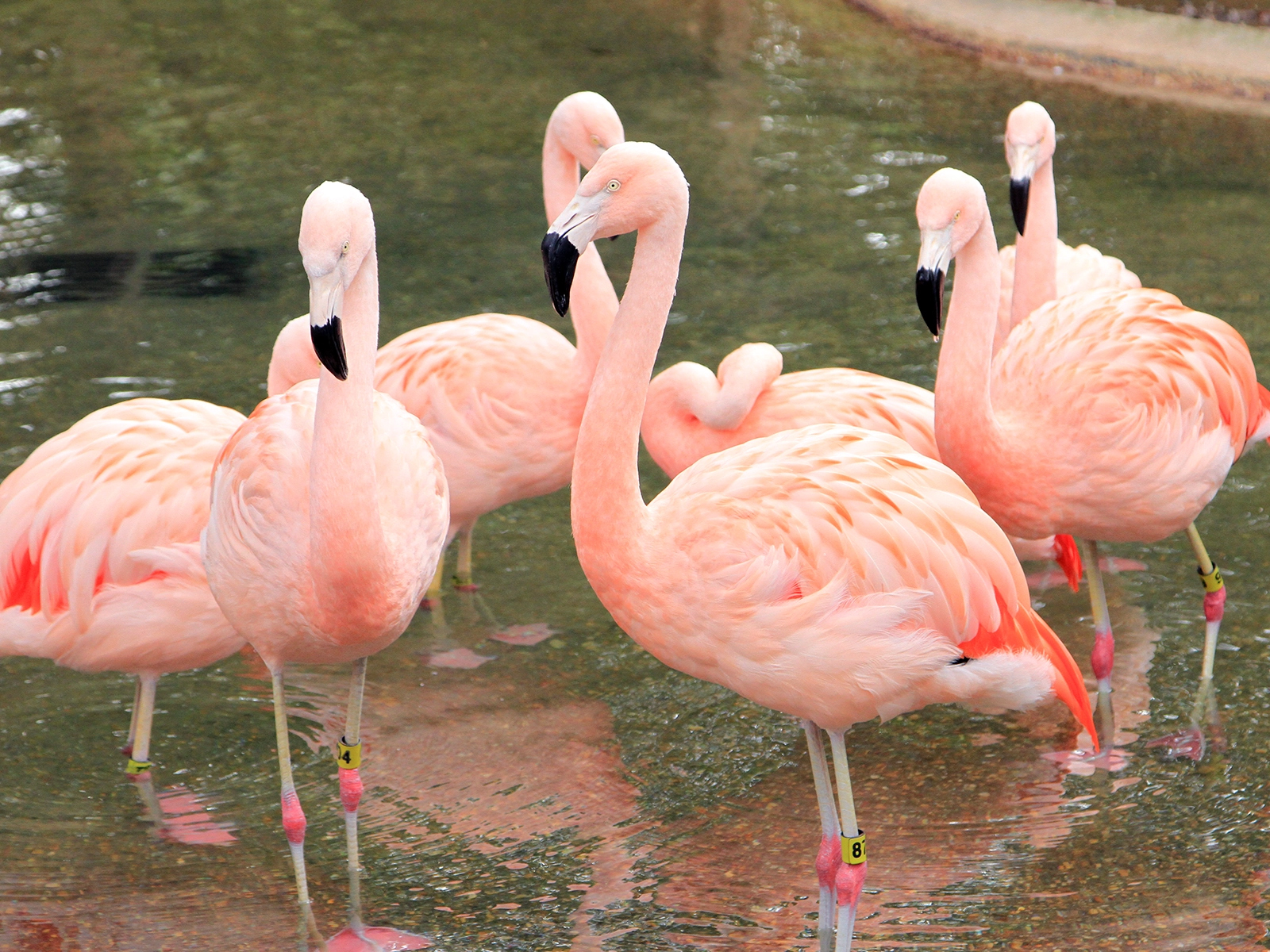 Chilean flamingos