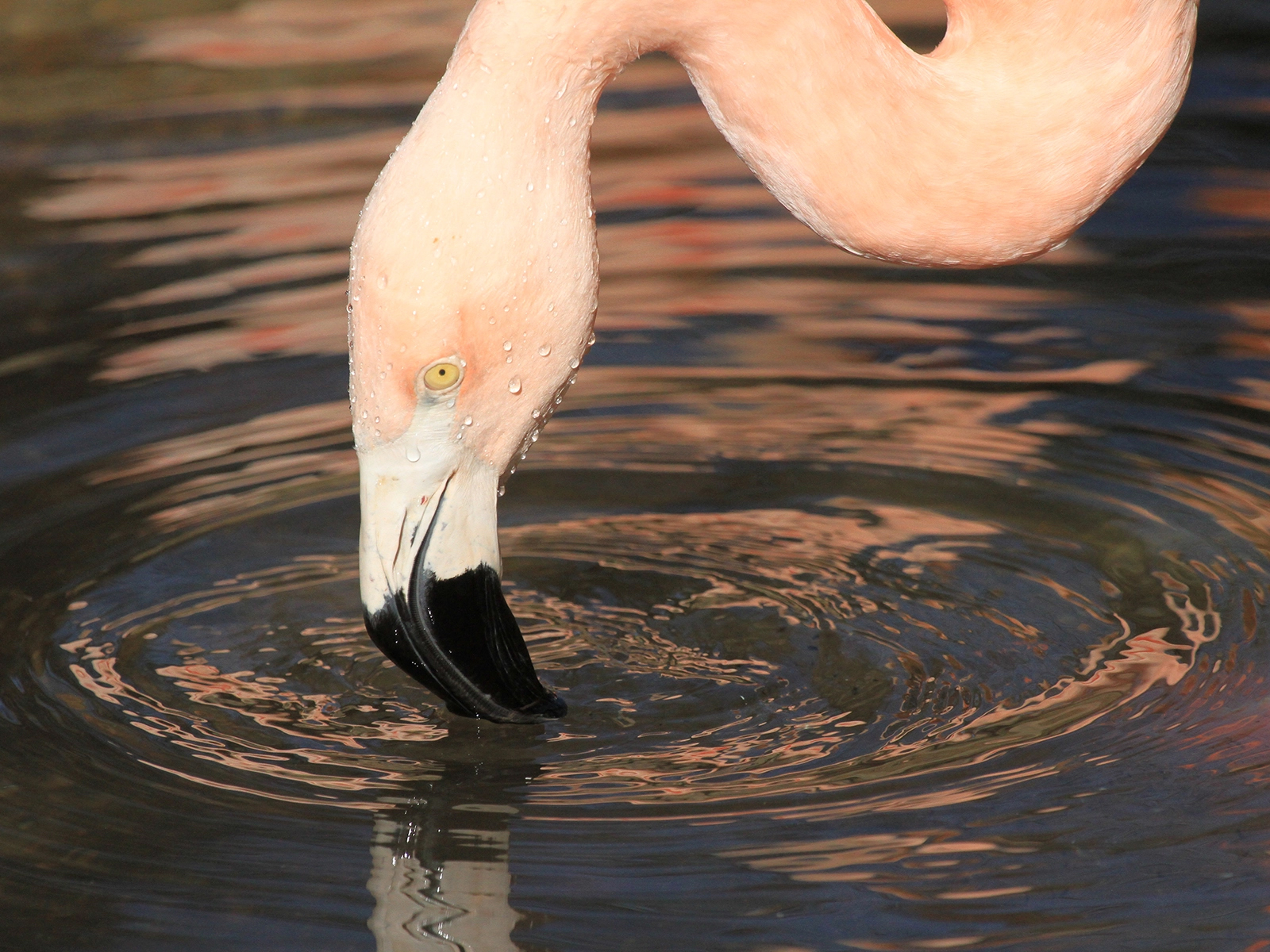 Chilean flamingo