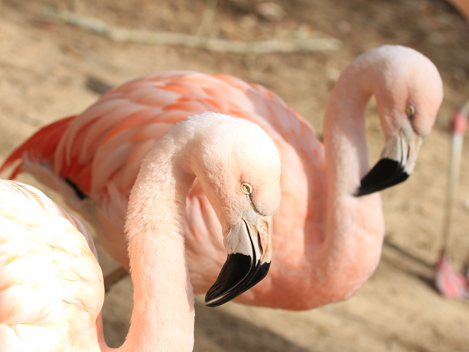 Chilean flamingo
