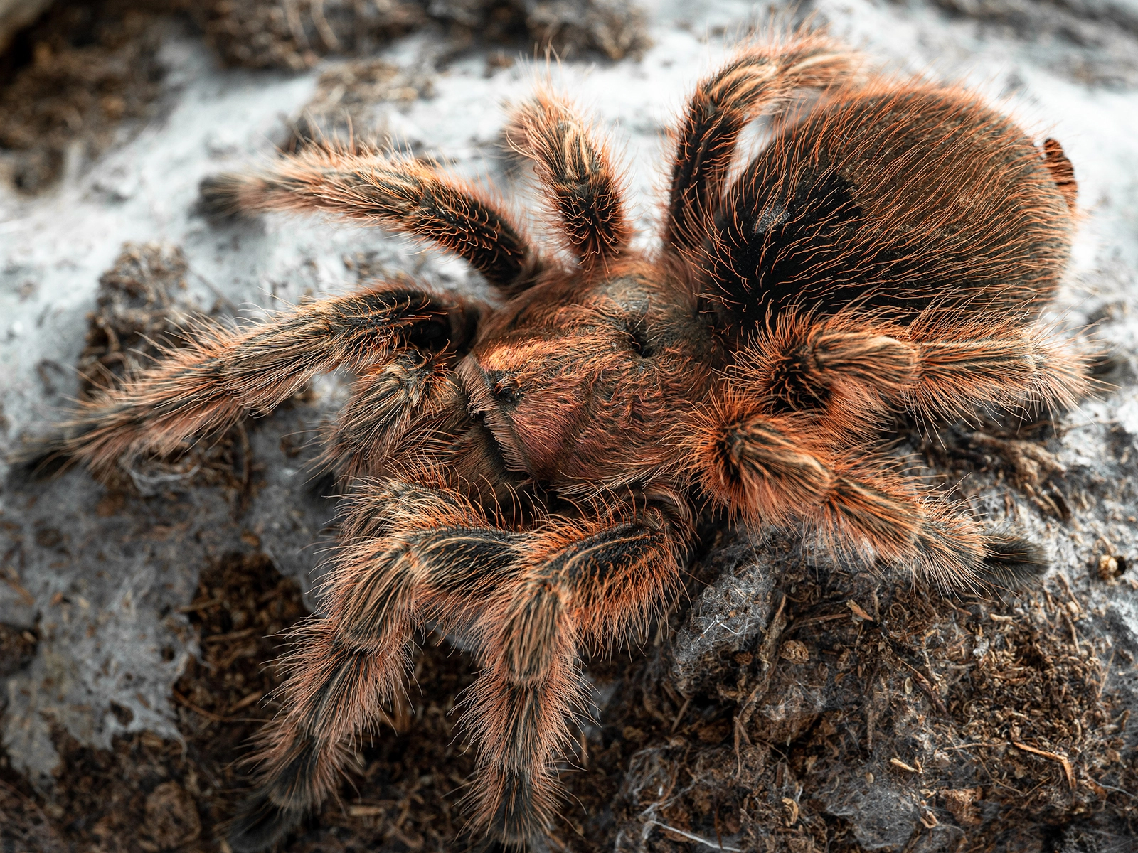 Chilean Rose Hair Tarantula