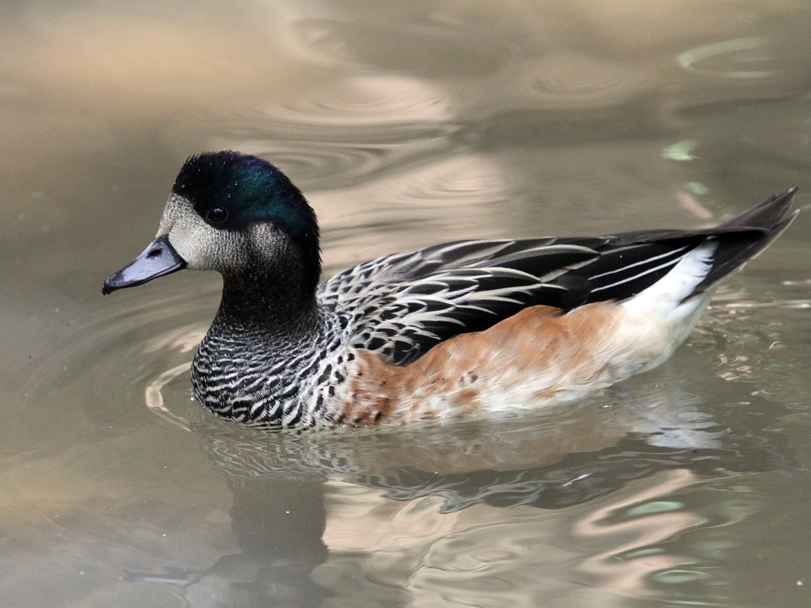 Chiloe Wigeon