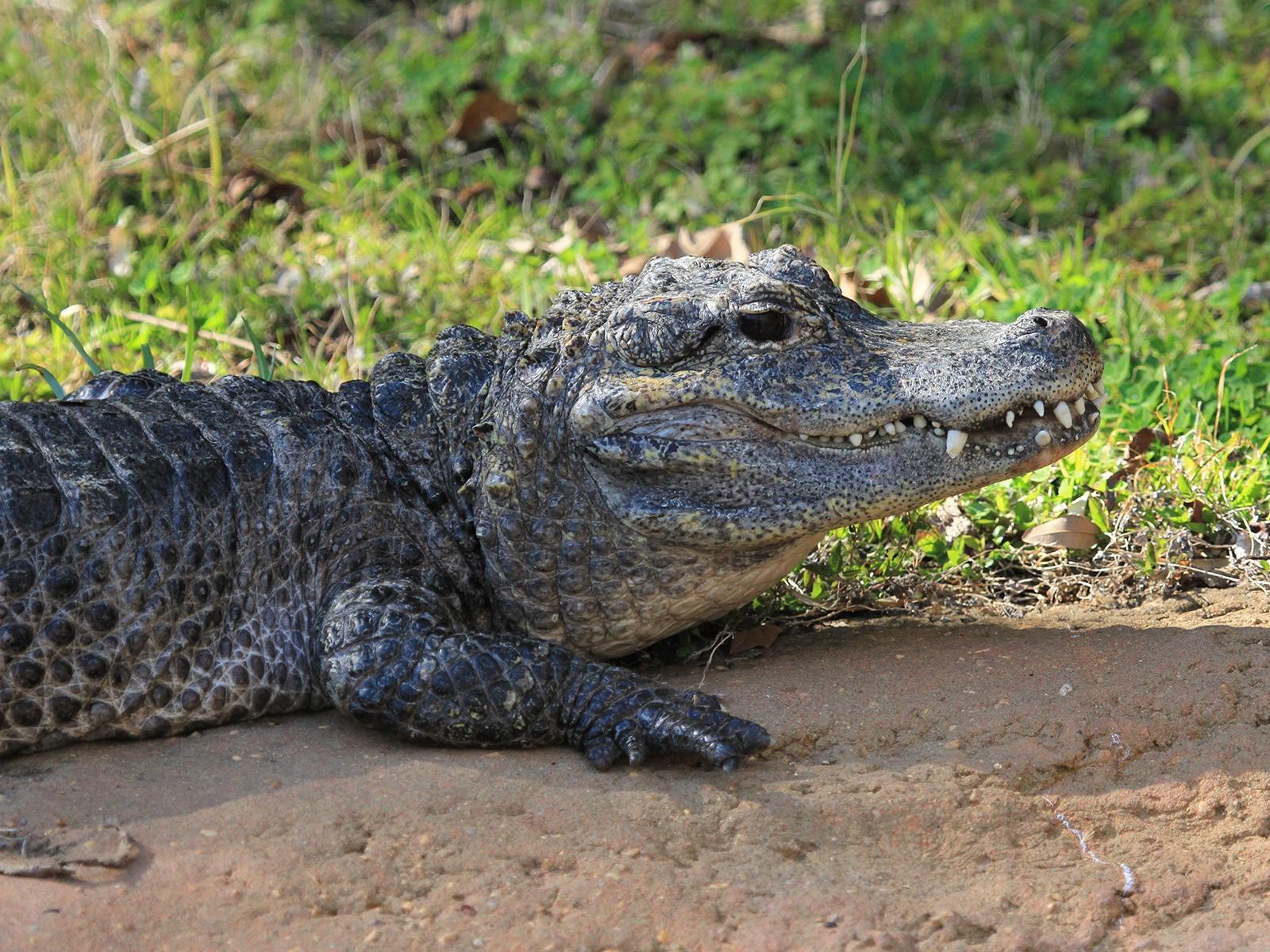 Chinese Alligator