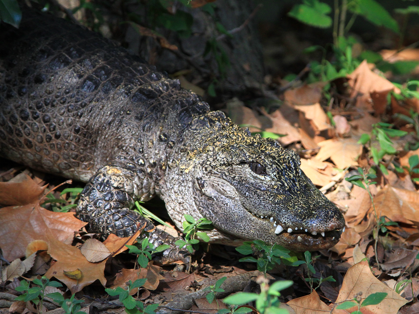 Chinese alligator