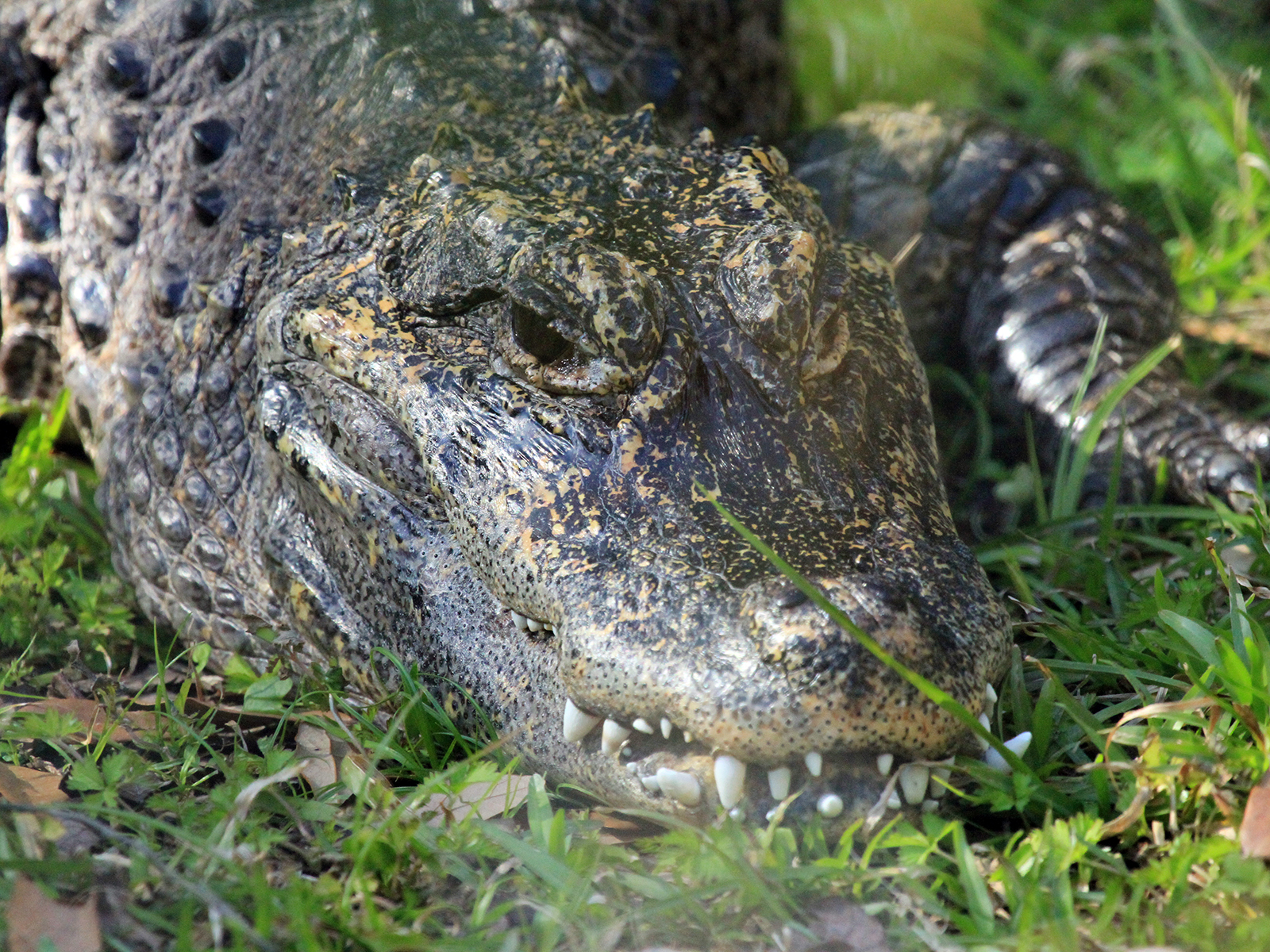 Chinese alligator