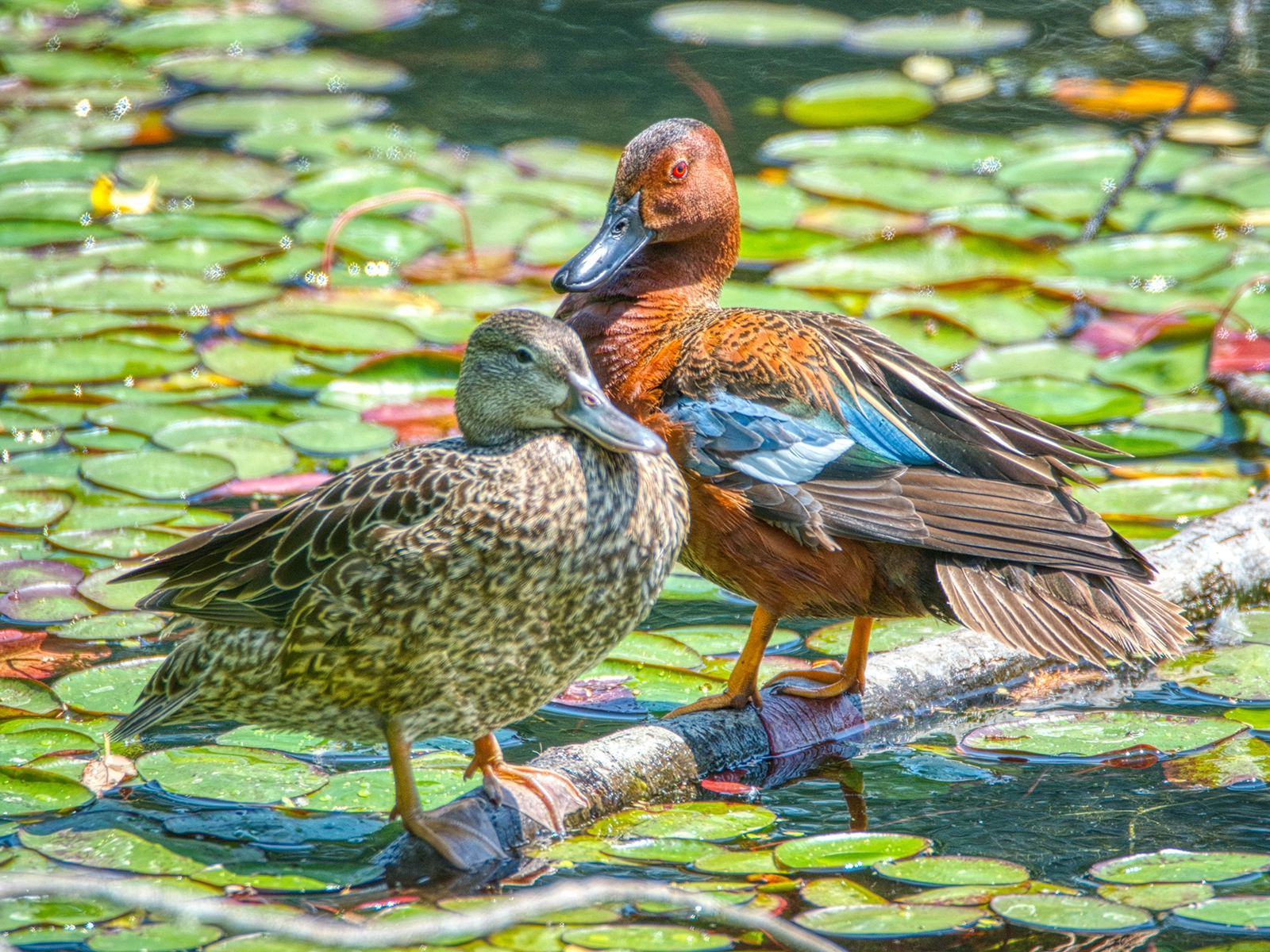 Cinnamon Teal