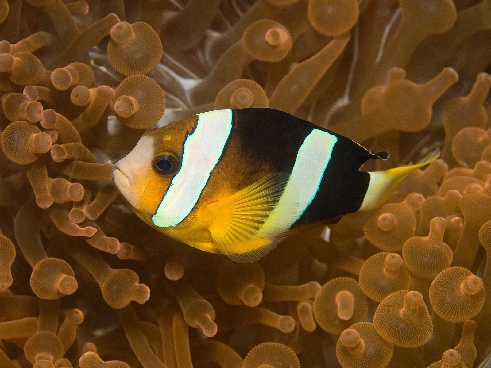 Clark's anemonefish
