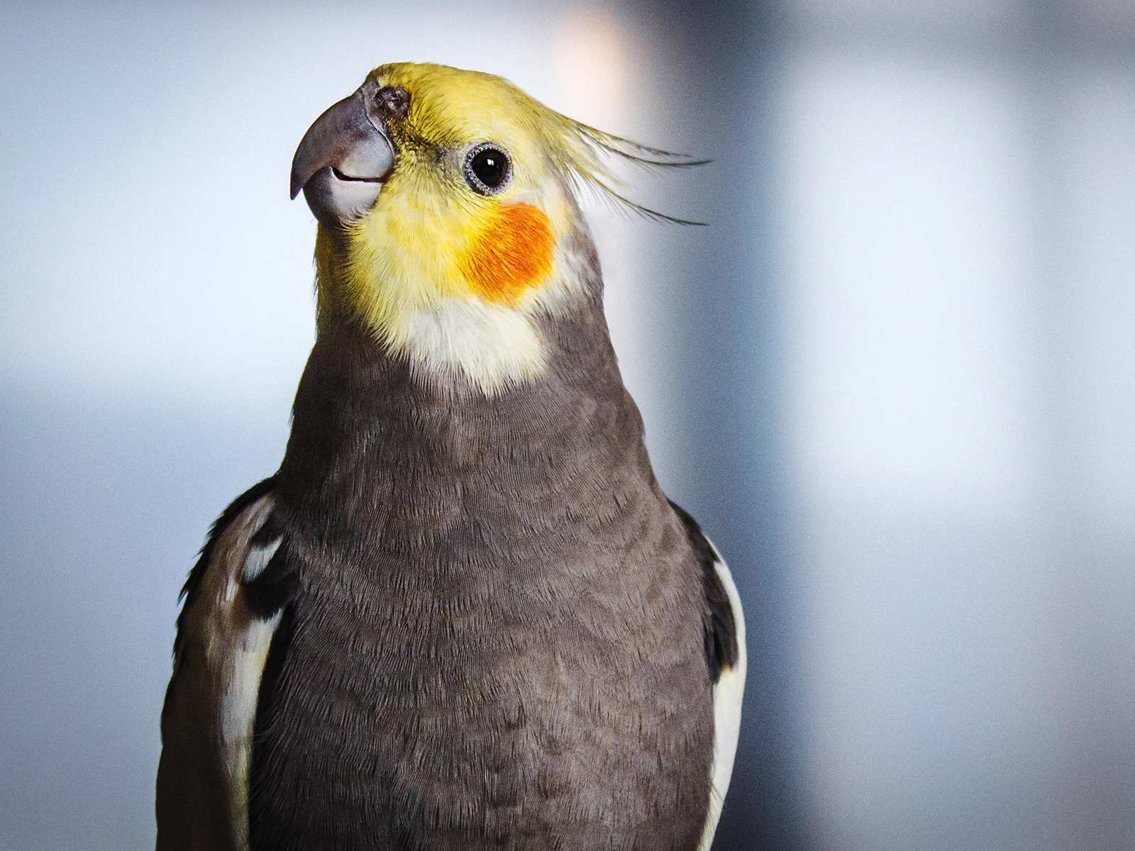 Cockatiel