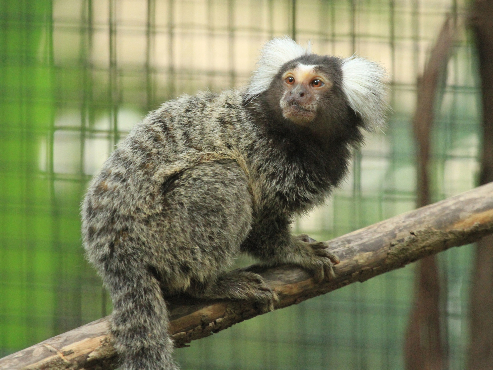common marmoset