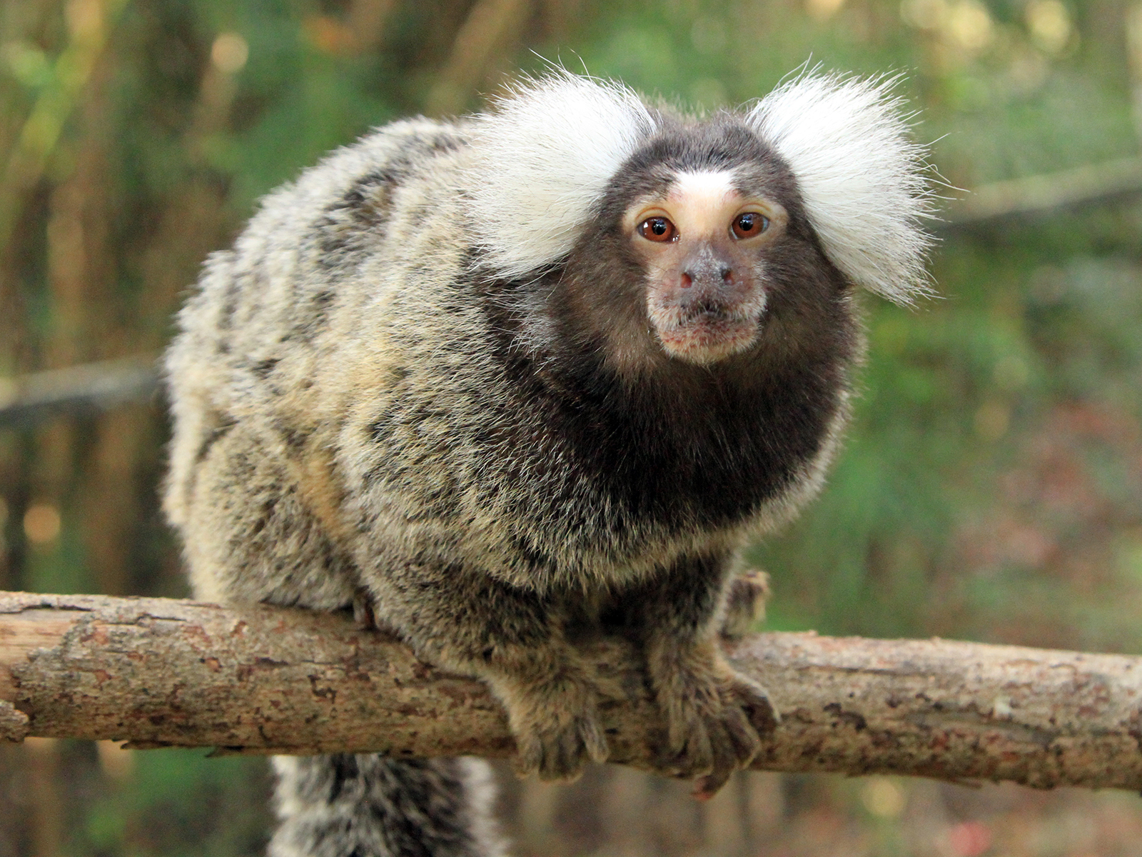 common marmoset on branch