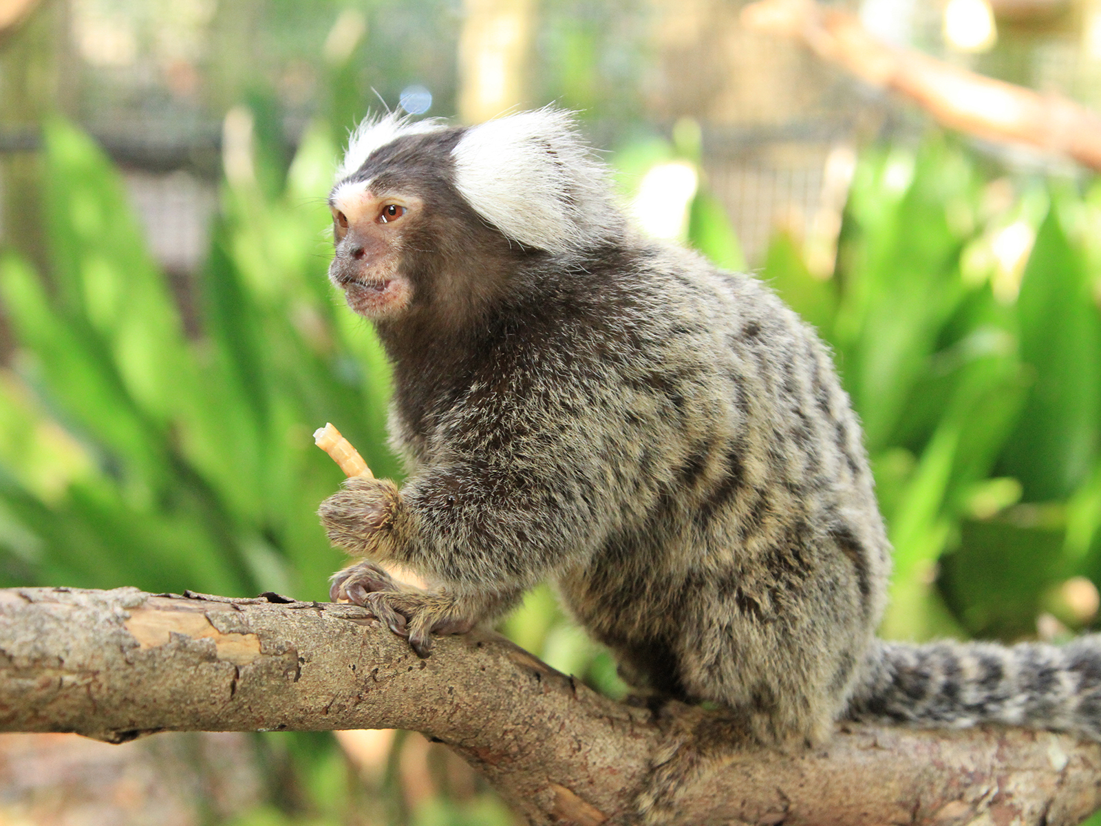 common marmoset eating superworm