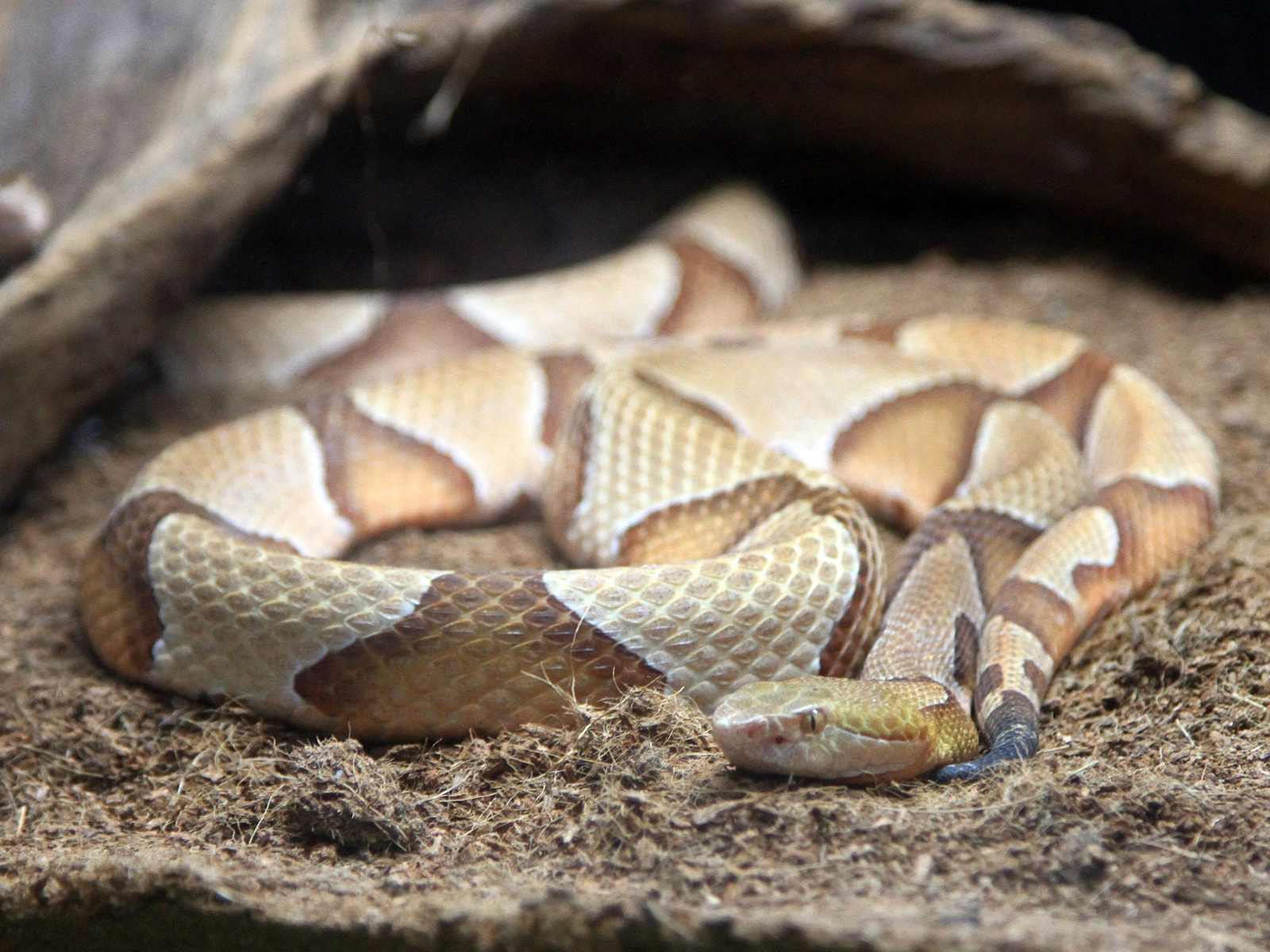 Copperhead