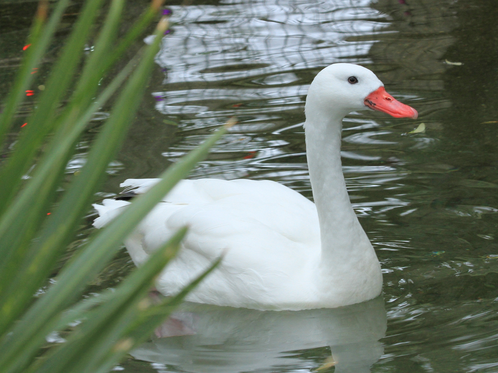 Coscoroba Swan
