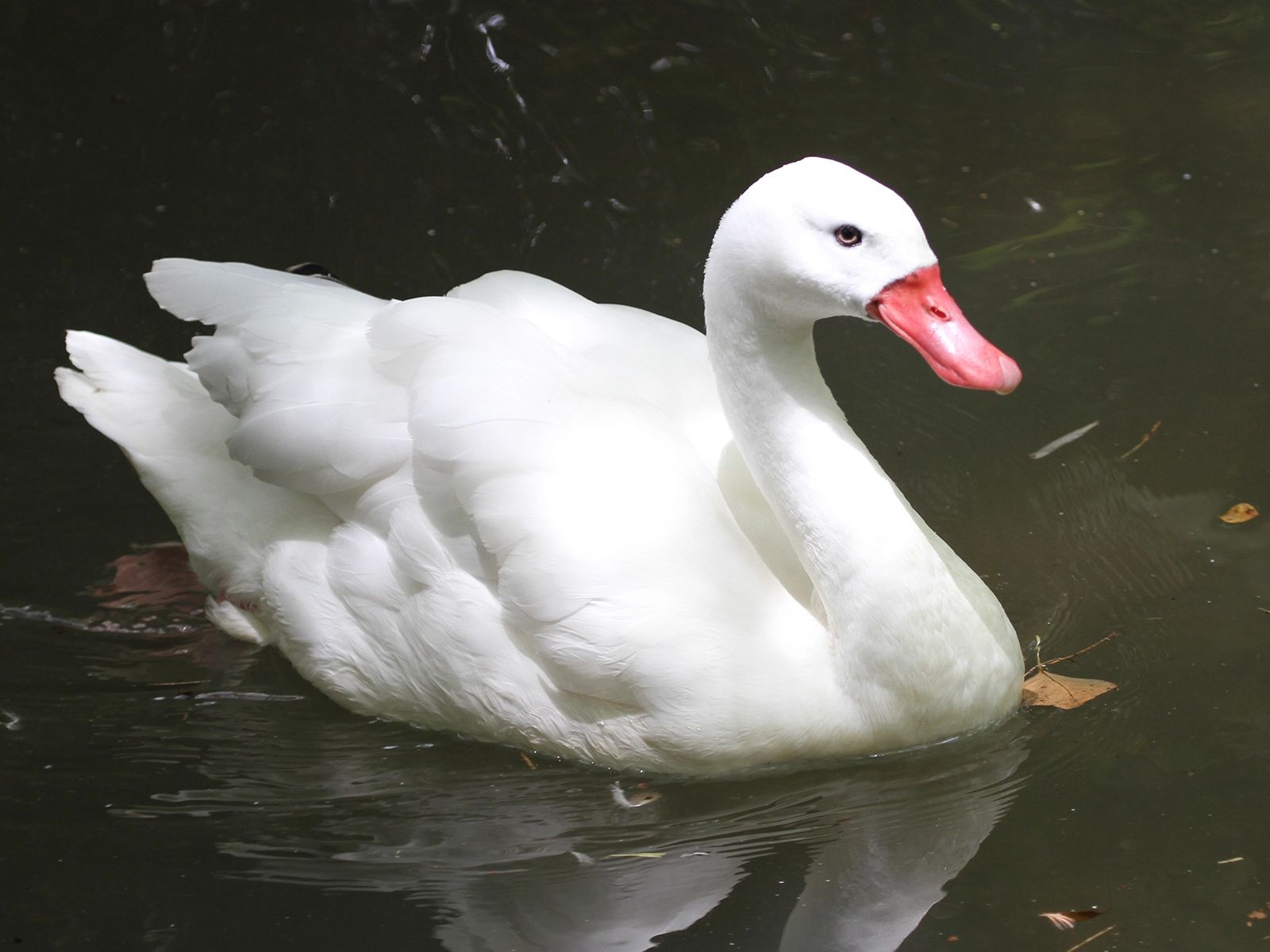 coscoroba swan swimming