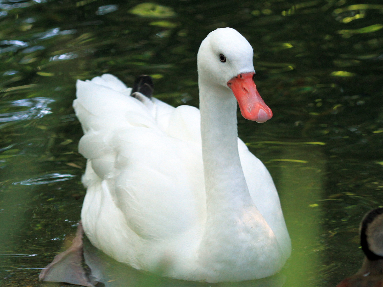 coscoroba swan swimming