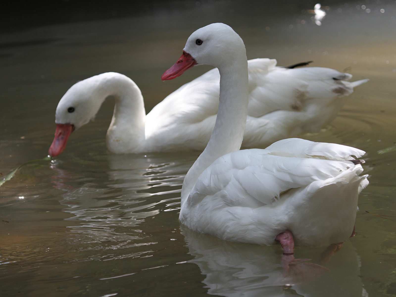 coscoroba swan swimming