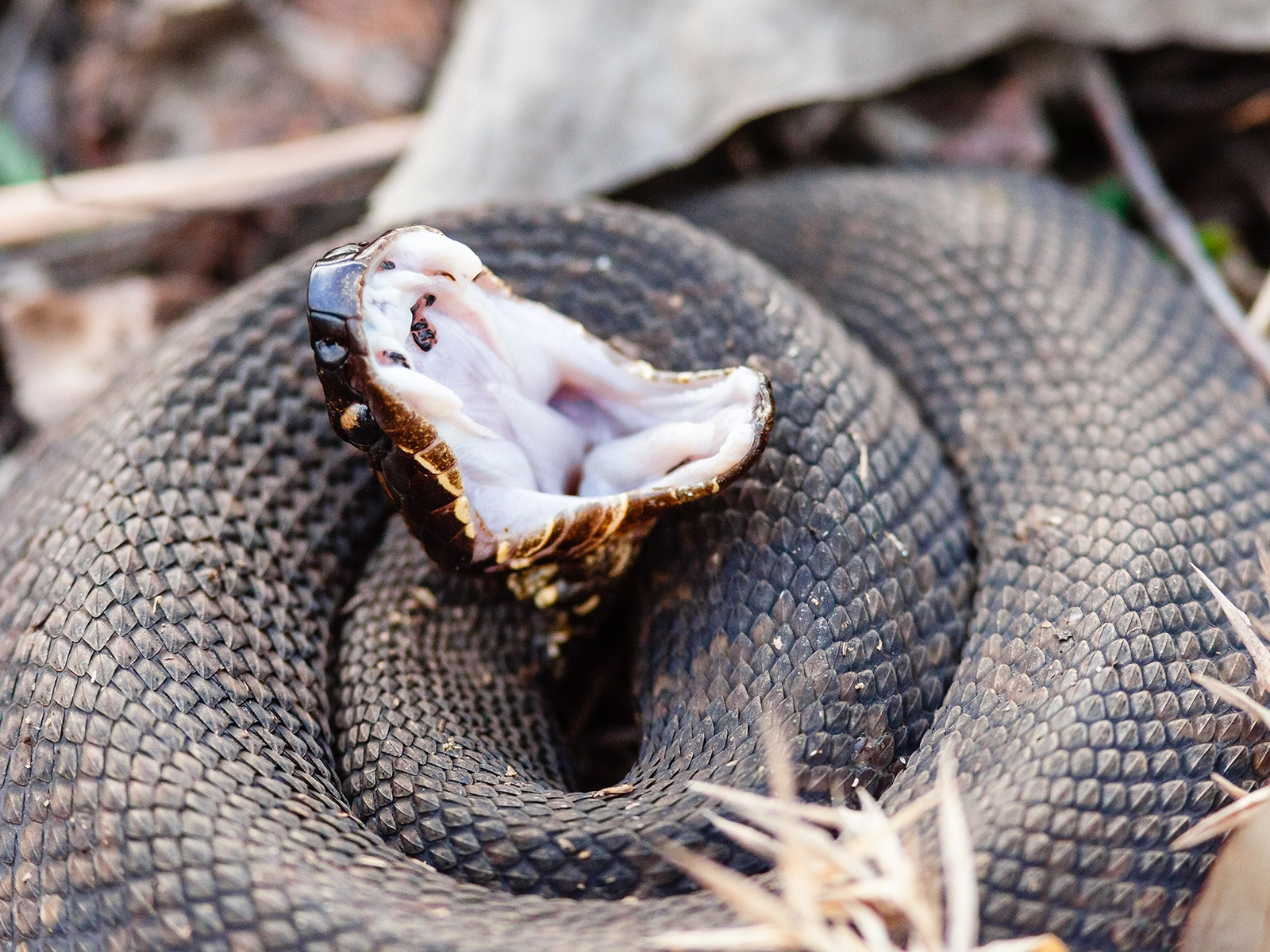 cottonmouth
