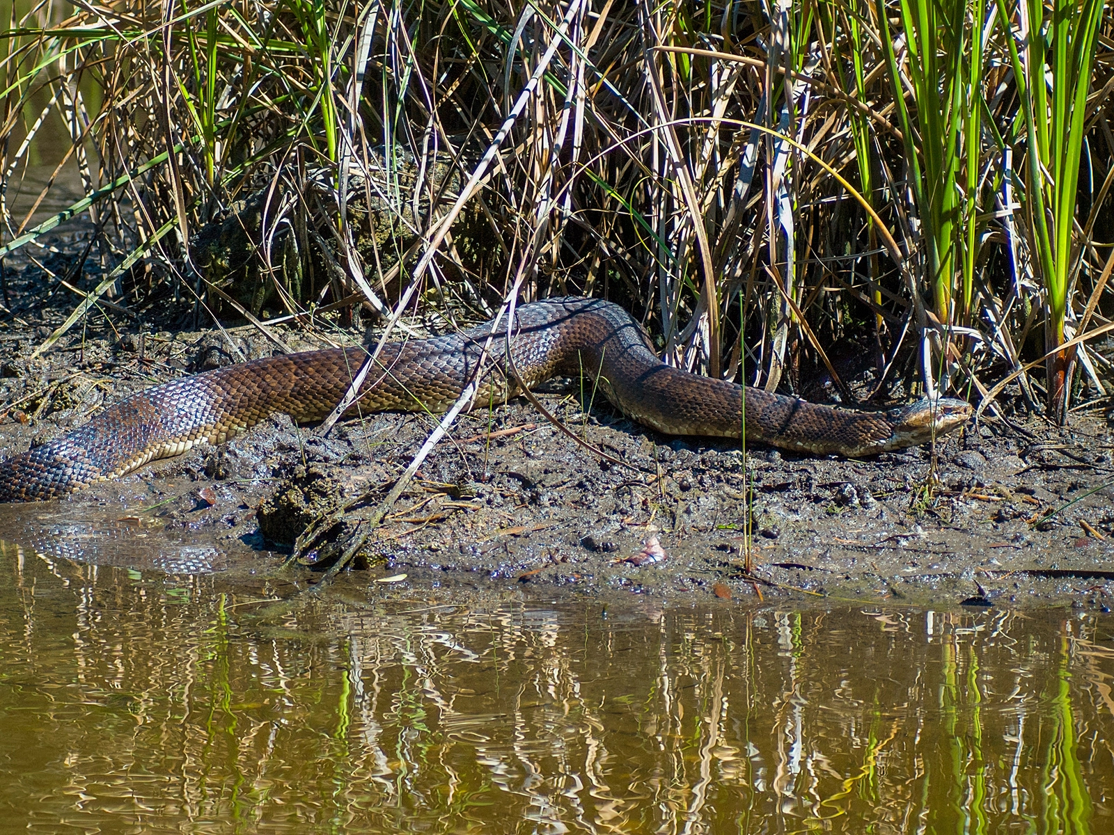 cottonmouth