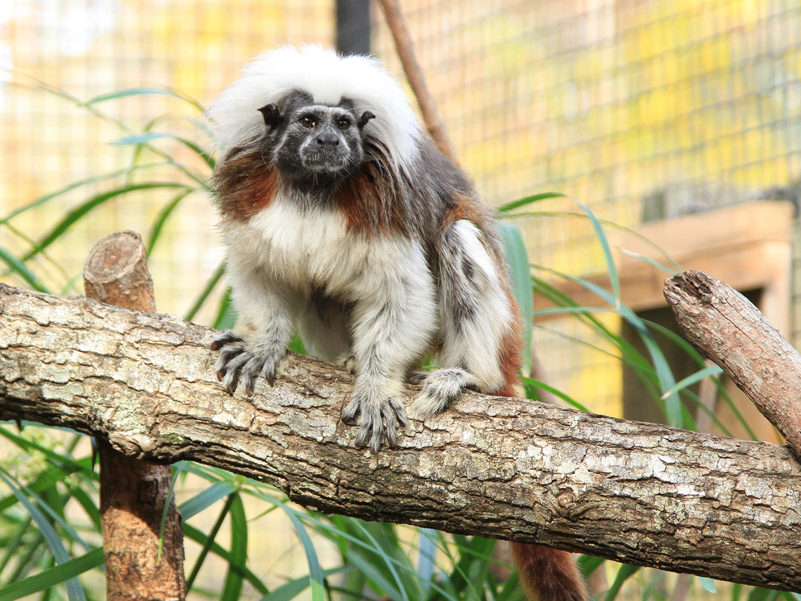 cotton-top tamarin