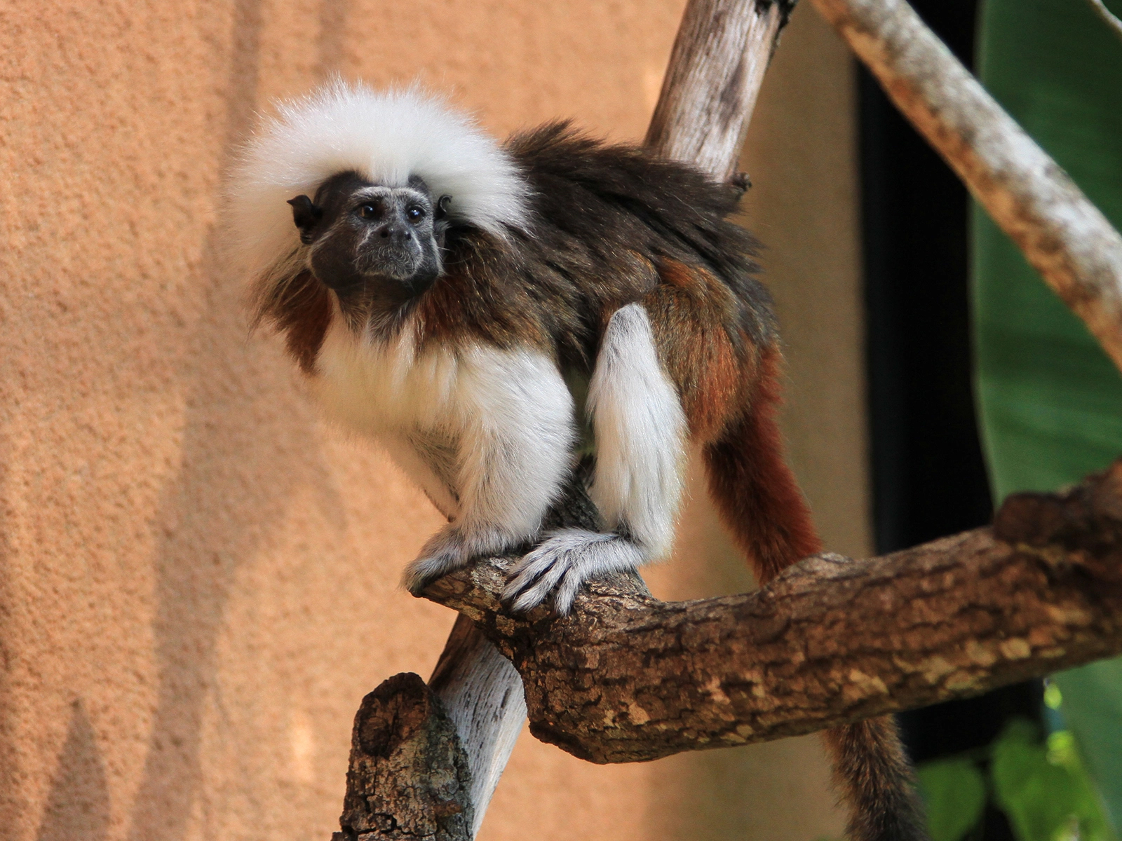 cotton-top tamarin on branch
