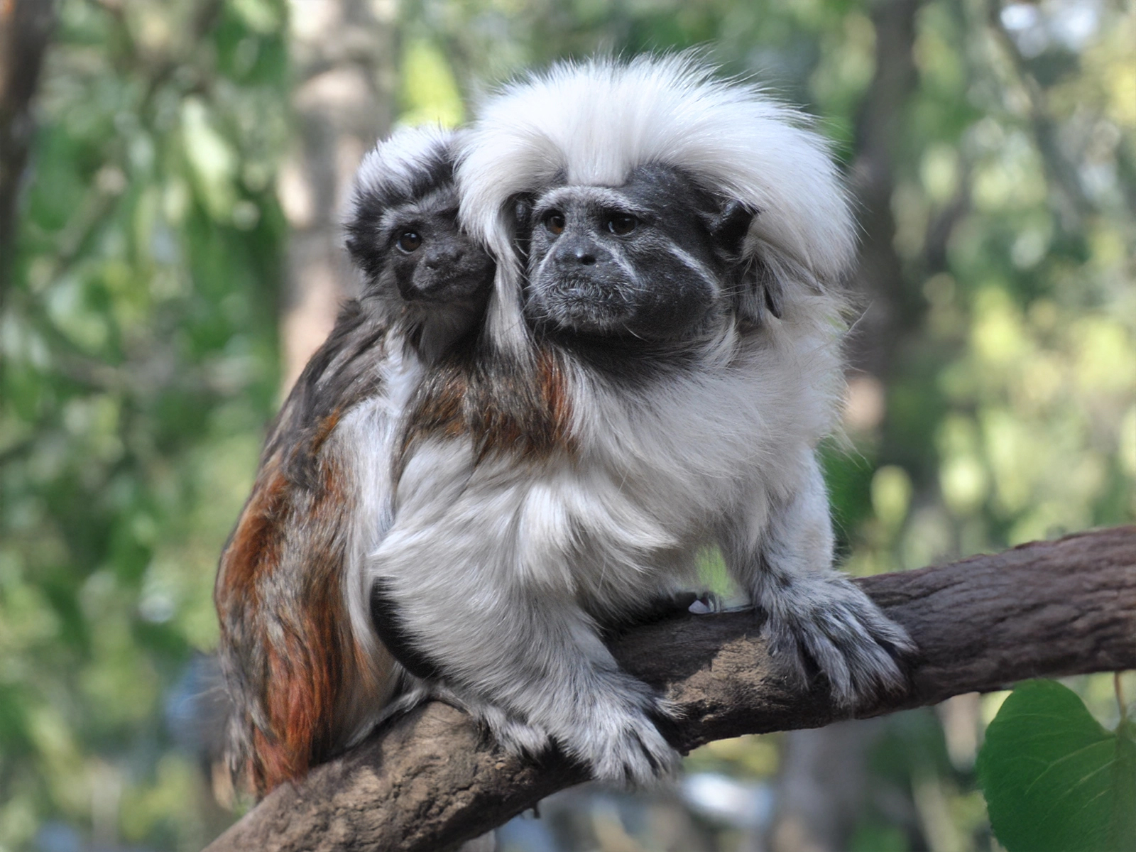 cotton-top tamarin with baby