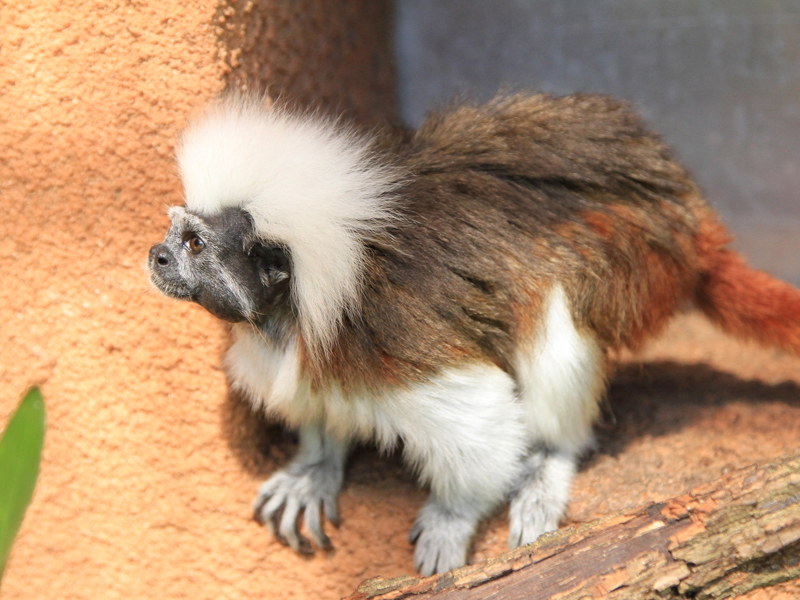 cotton-top tamarin