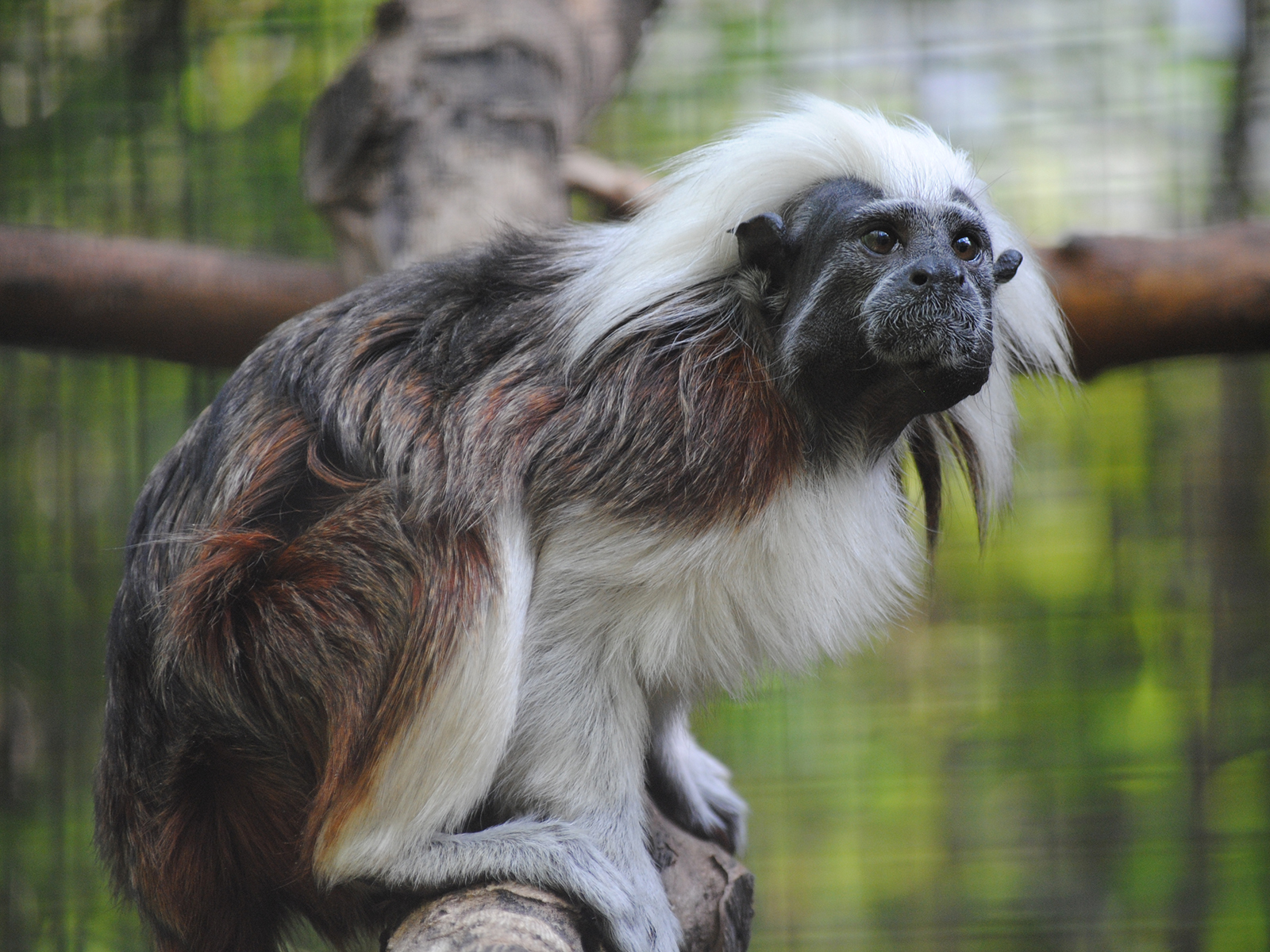 cotton-top tamarin close up