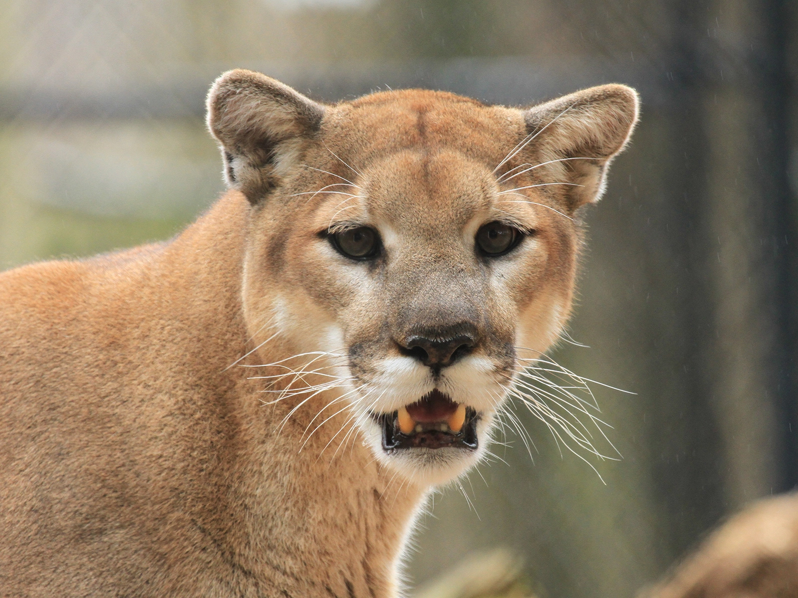 cougar