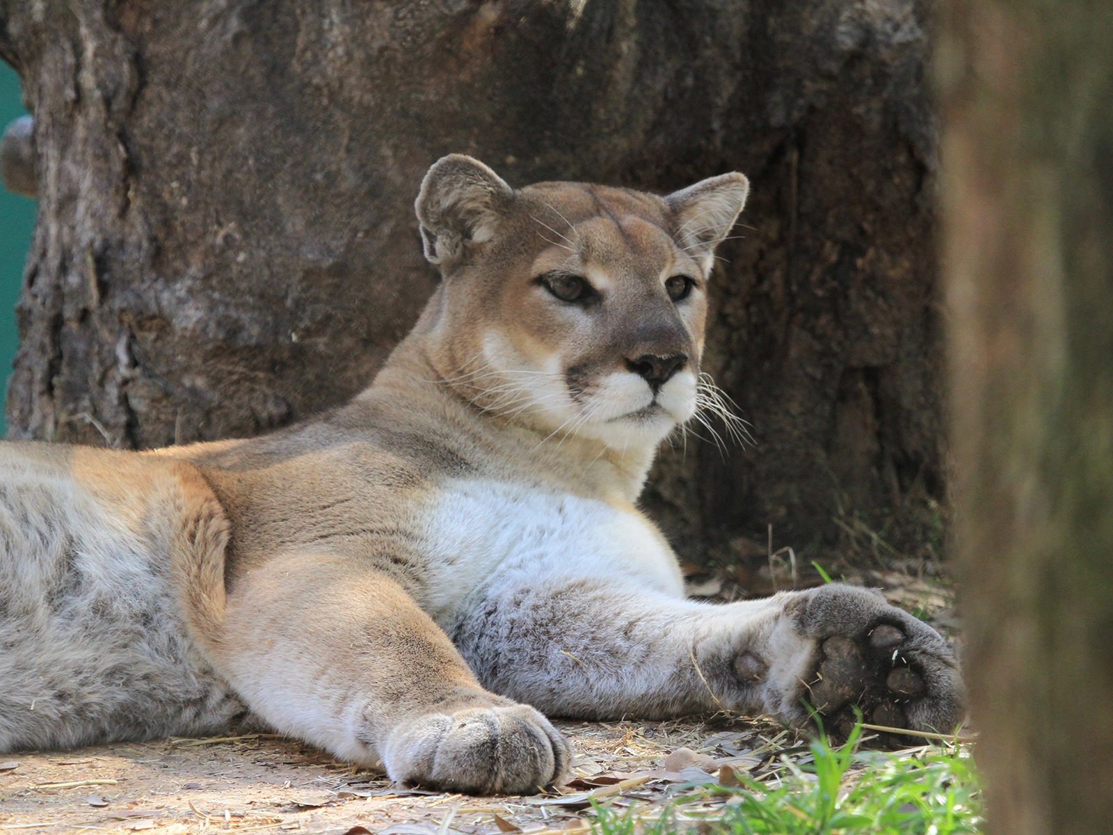 cougar laying down