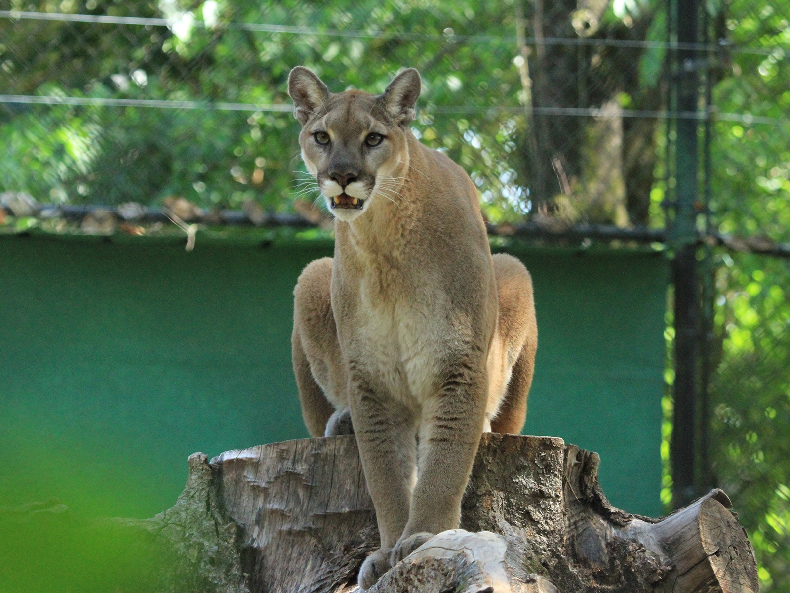cougar on tree stump