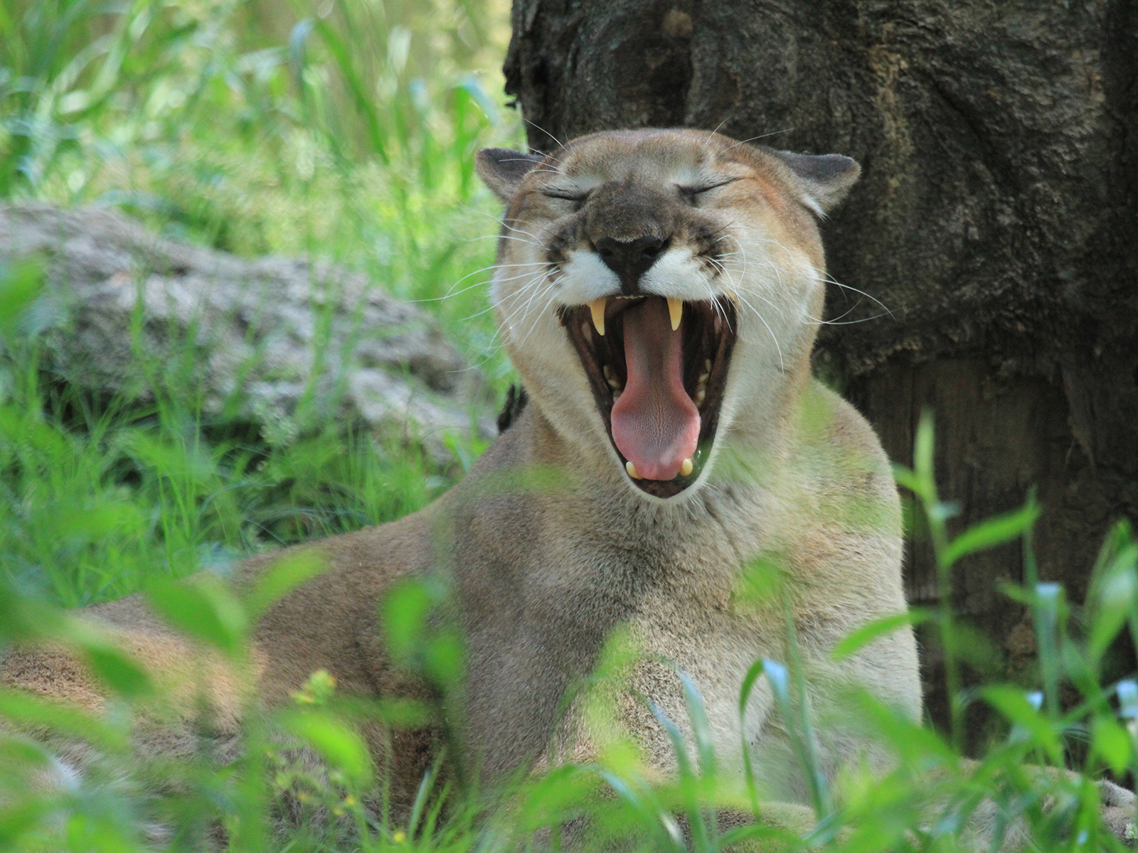cougar with mouth open