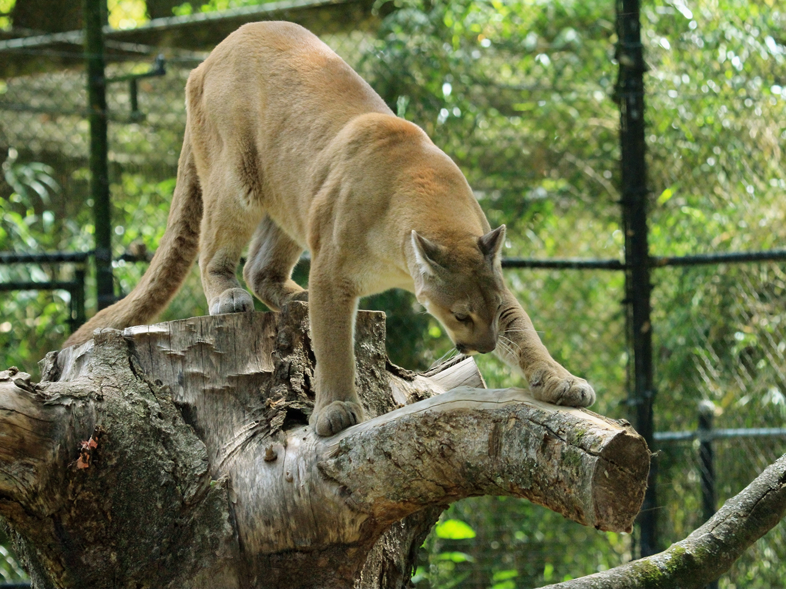 cougar on tree stump